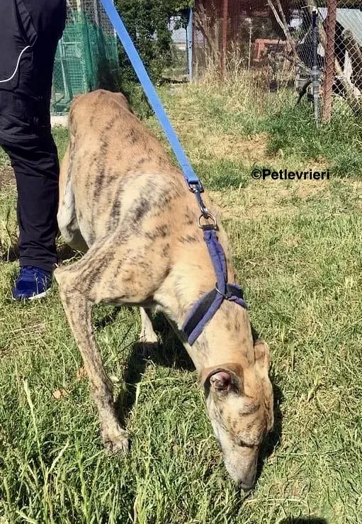 Miro adozione levrieri galgo 2