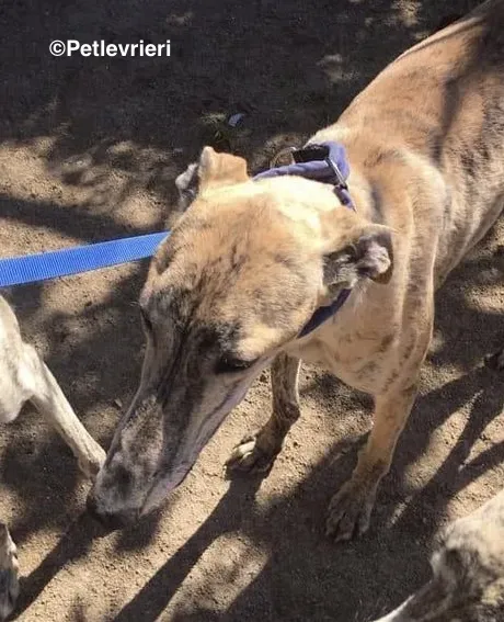 Miro adozione levrieri galgo 3