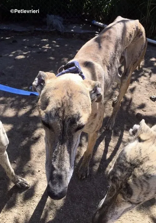 Miro adozione levrieri galgo 4