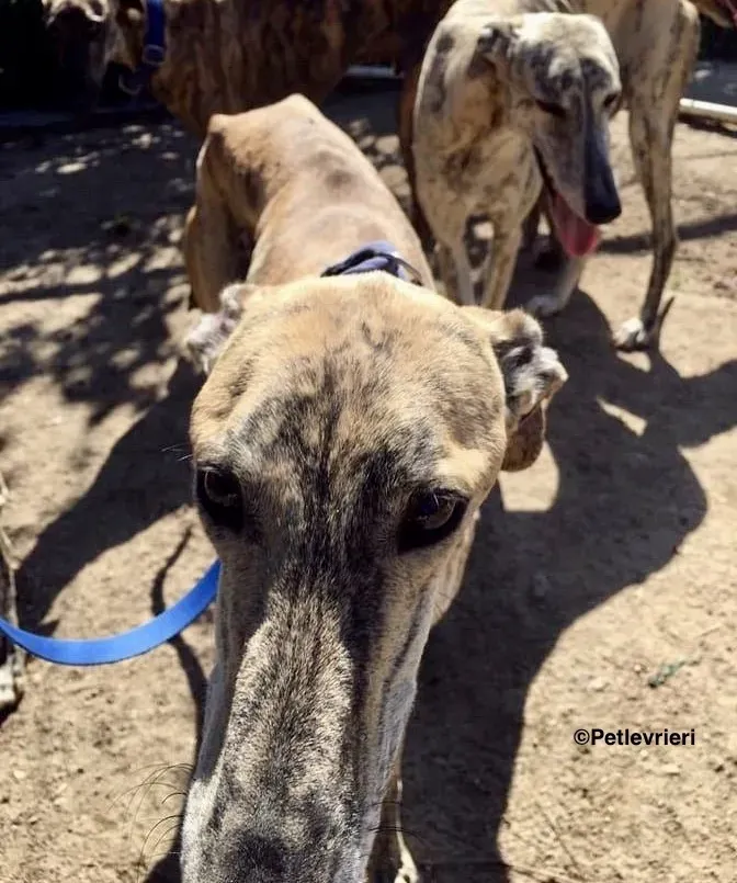 Miro adozione levrieri galgo 7