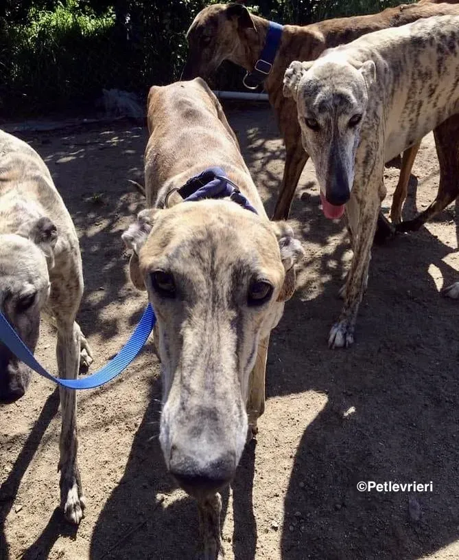 Miro adozione levrieri galgo 8