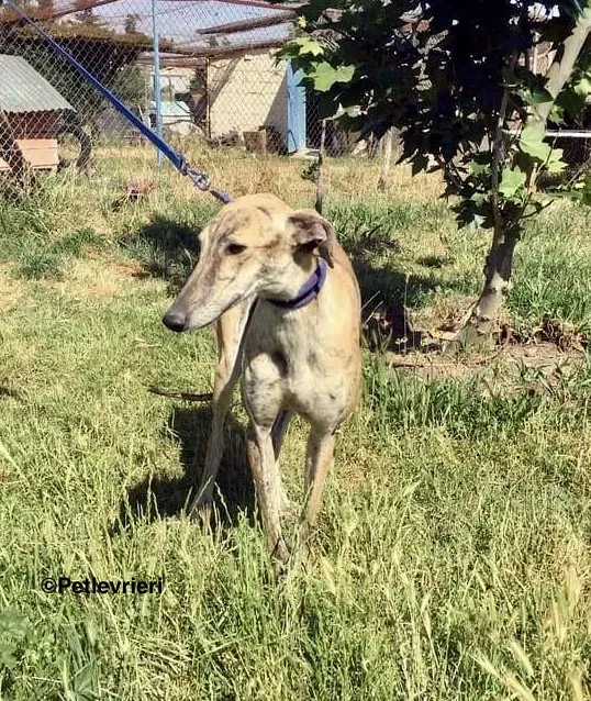 Miro adozione levrieri galgo 9