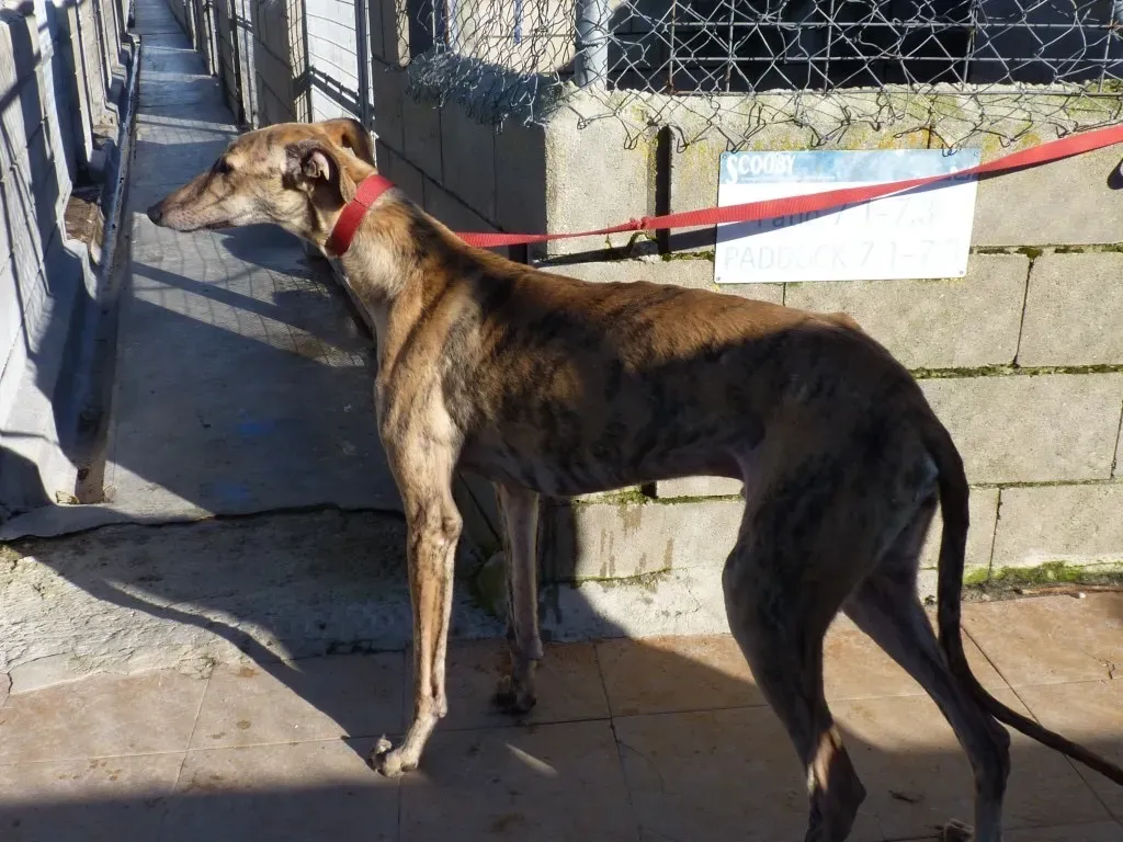 Miro galgo adozione pet levrieri onlus 1