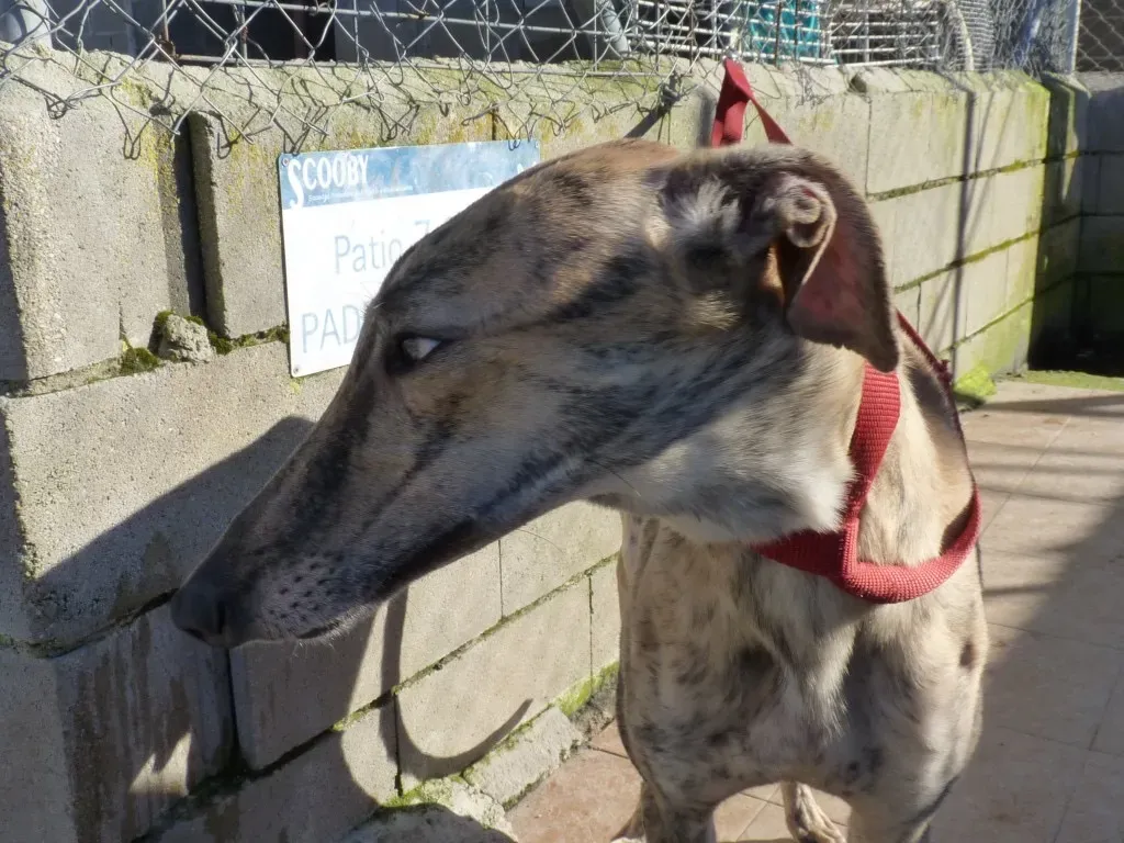 Miro galgo adozione pet levrieri onlus 2