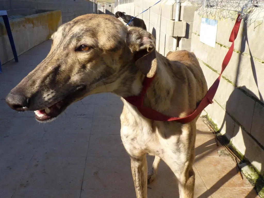 Miro galgo adozione pet levrieri onlus 3