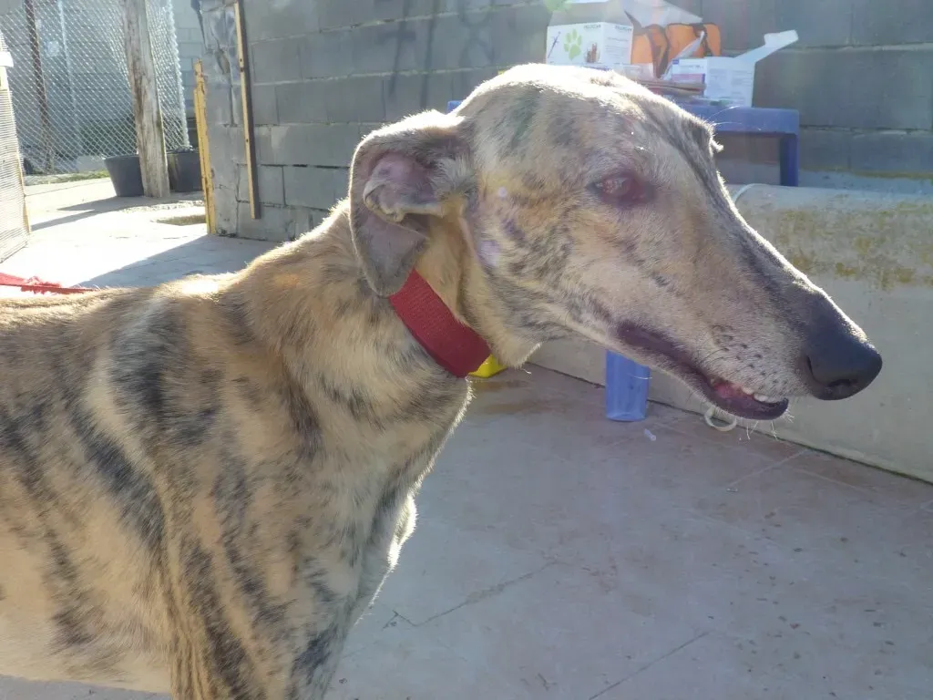 Miro galgo adozione pet levrieri onlus