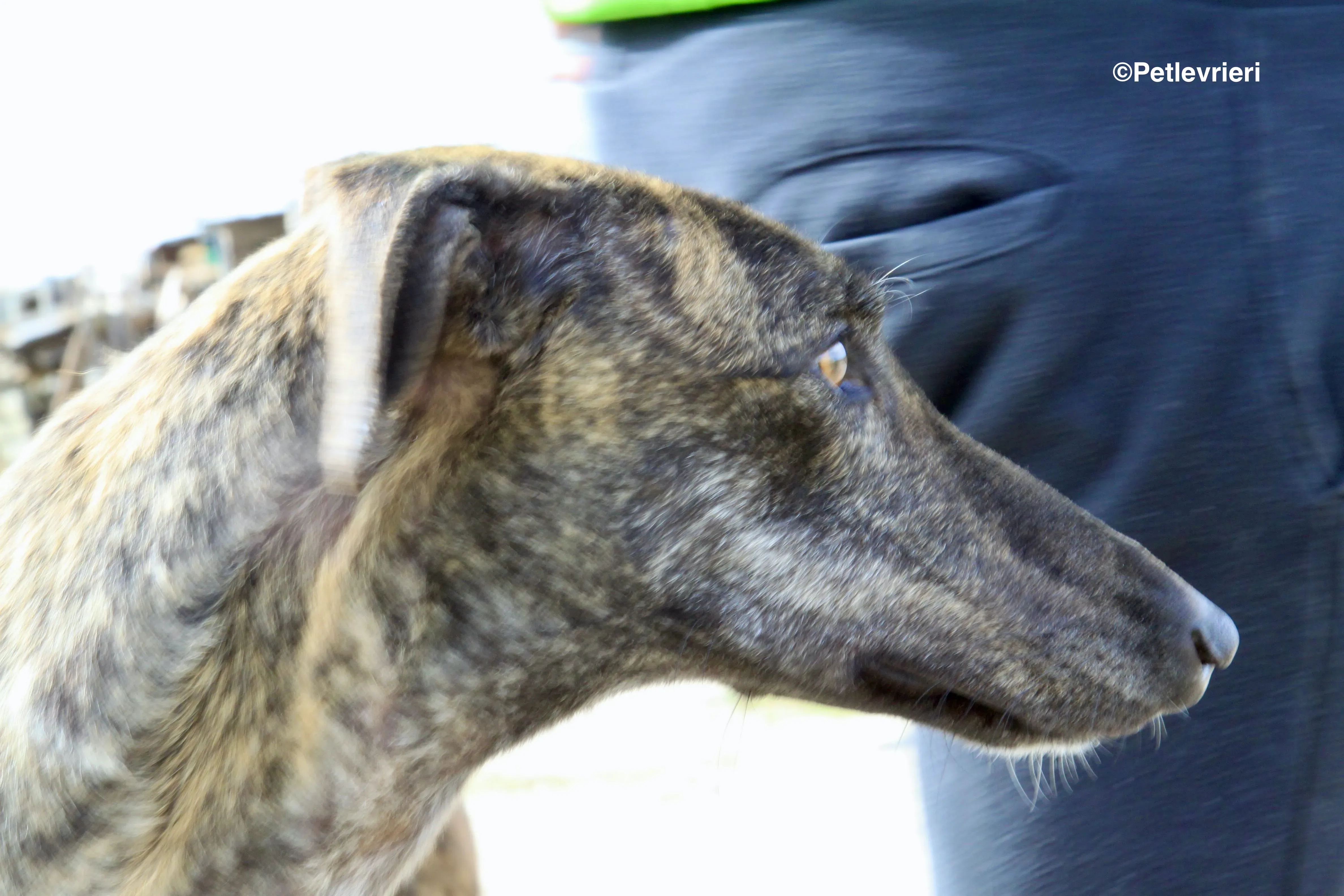 Mischa adozione levrieri galgo 1 2