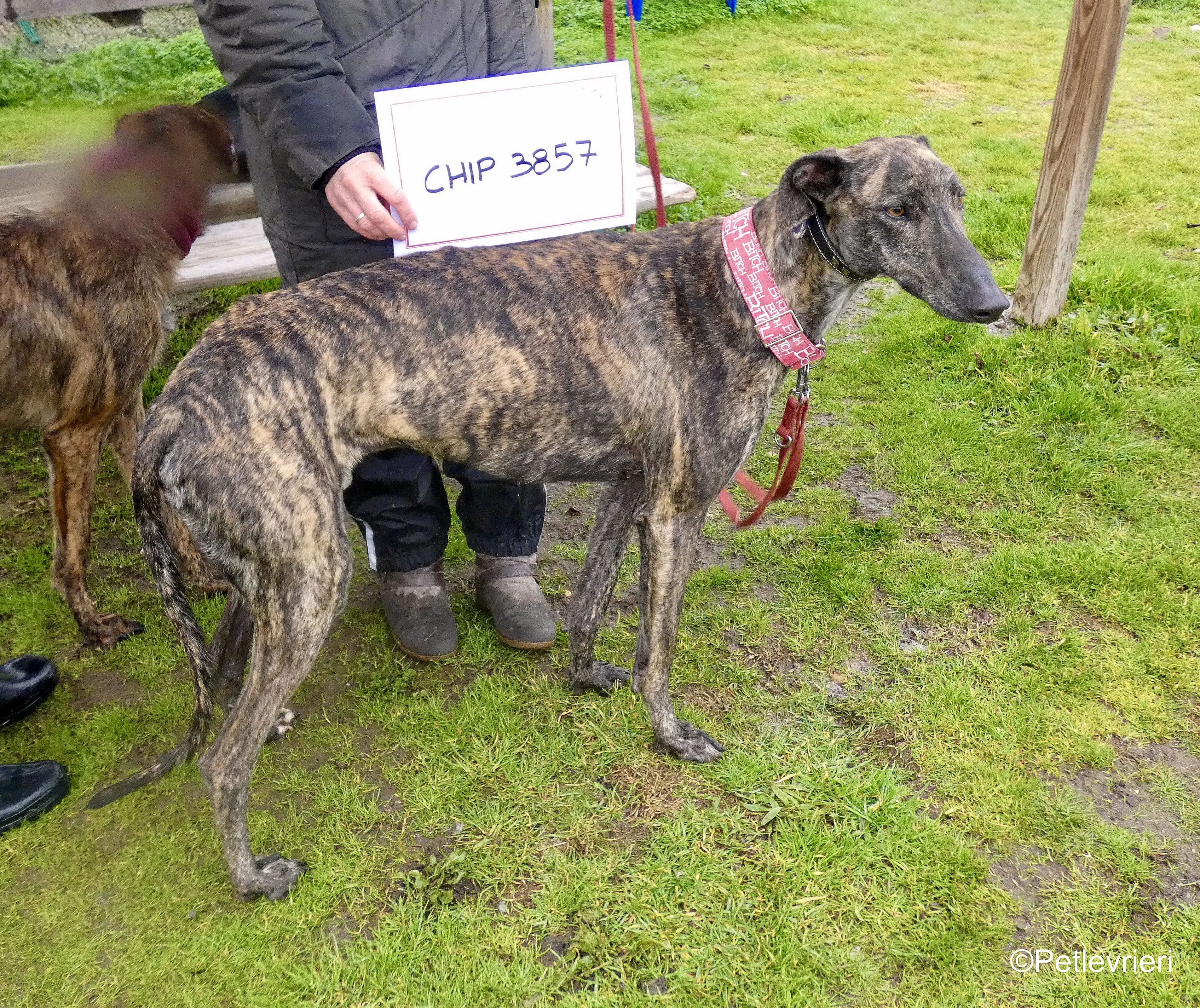 Mischa adozione levrieri galgo 1