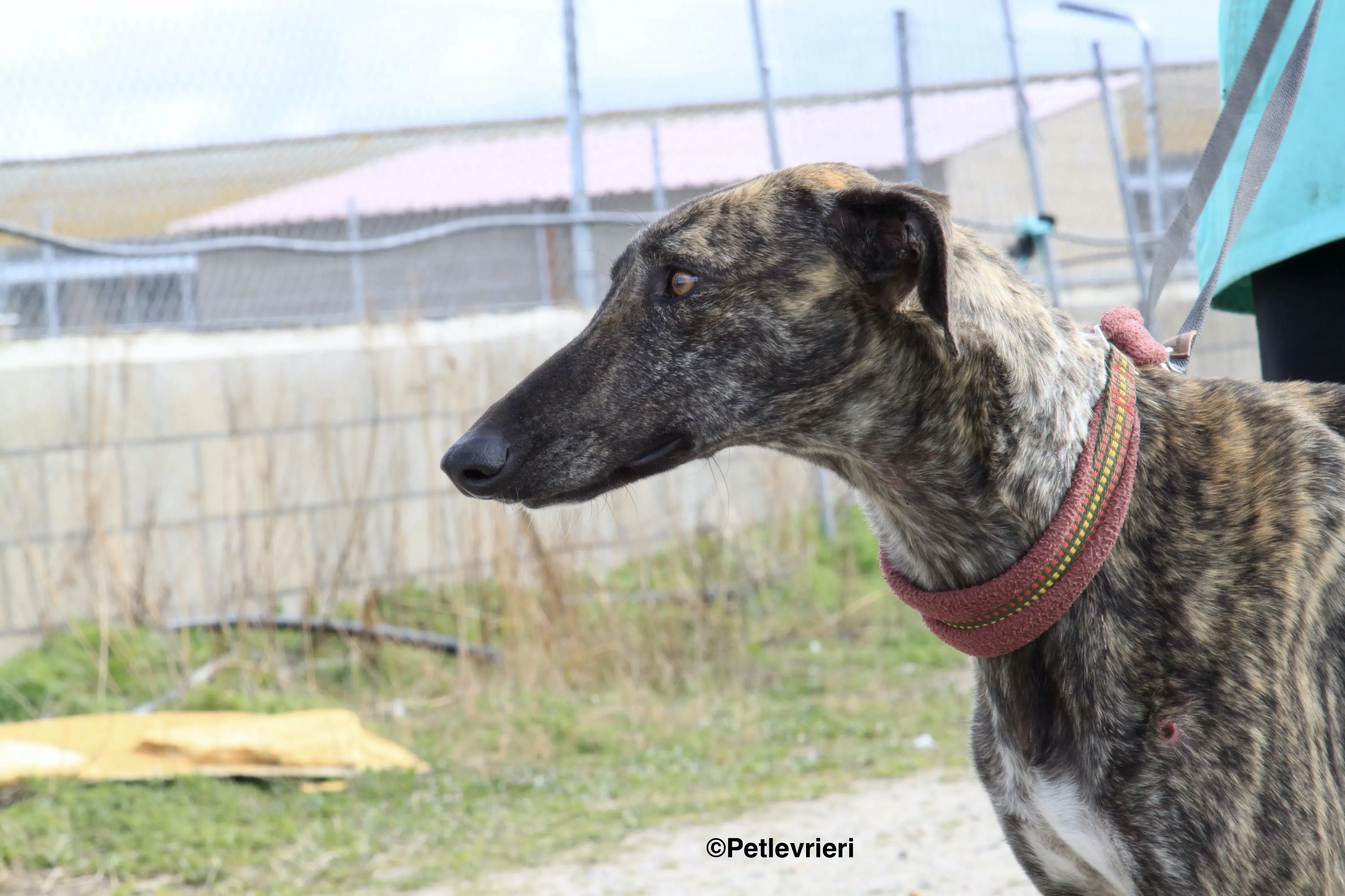 Mischa adozione levrieri galgo 10 2