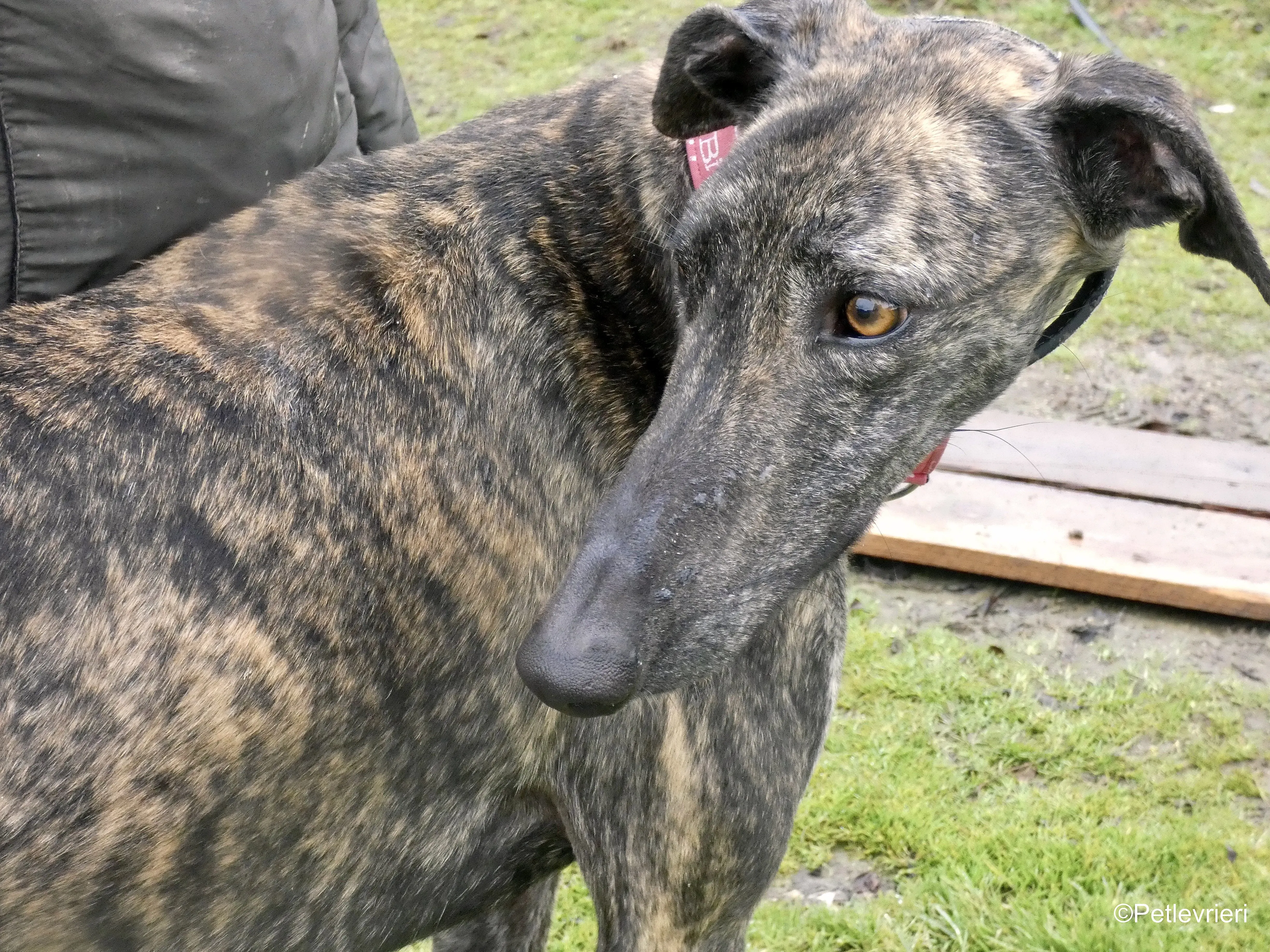 Mischa adozione levrieri galgo 10