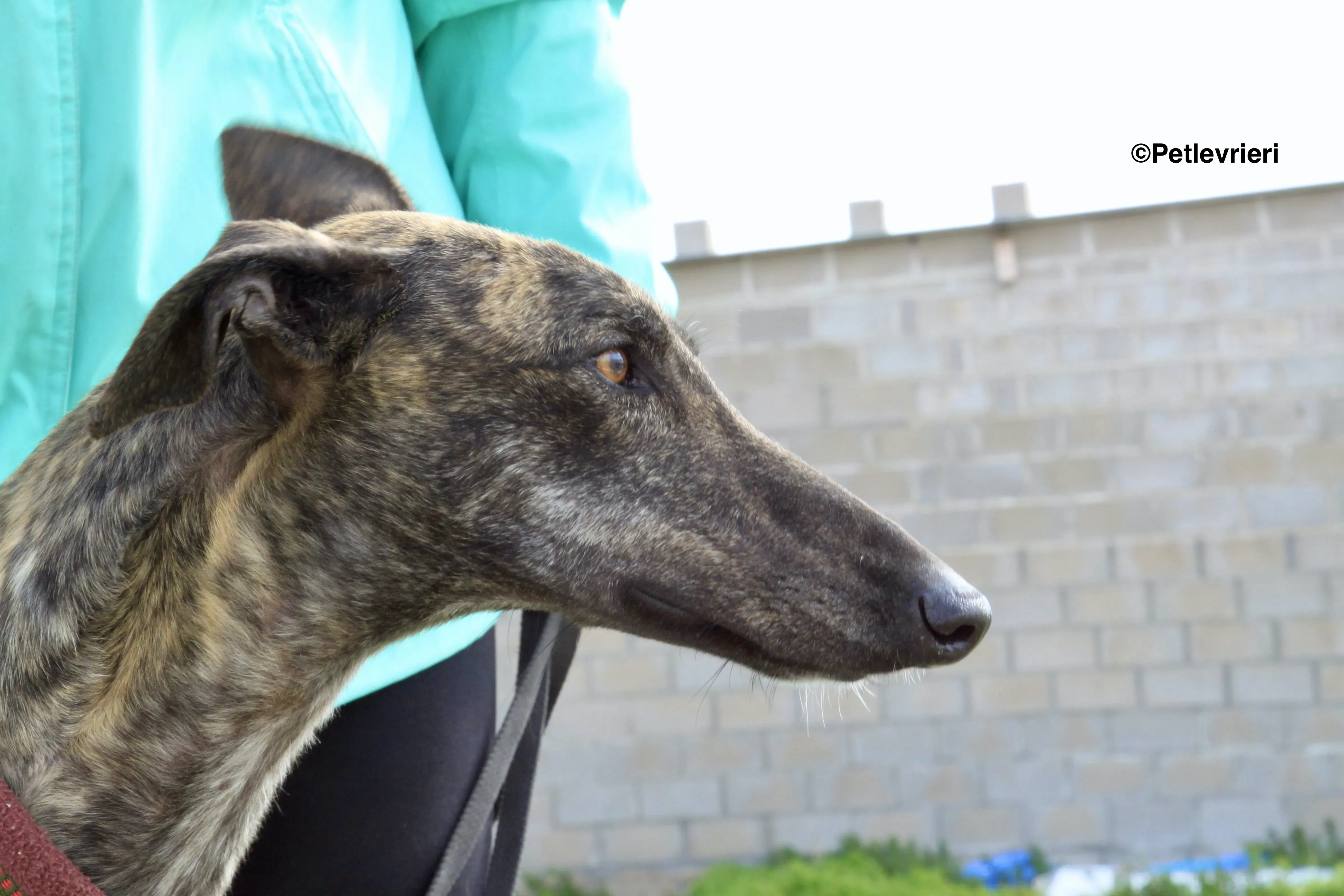 Mischa adozione levrieri galgo 11 2