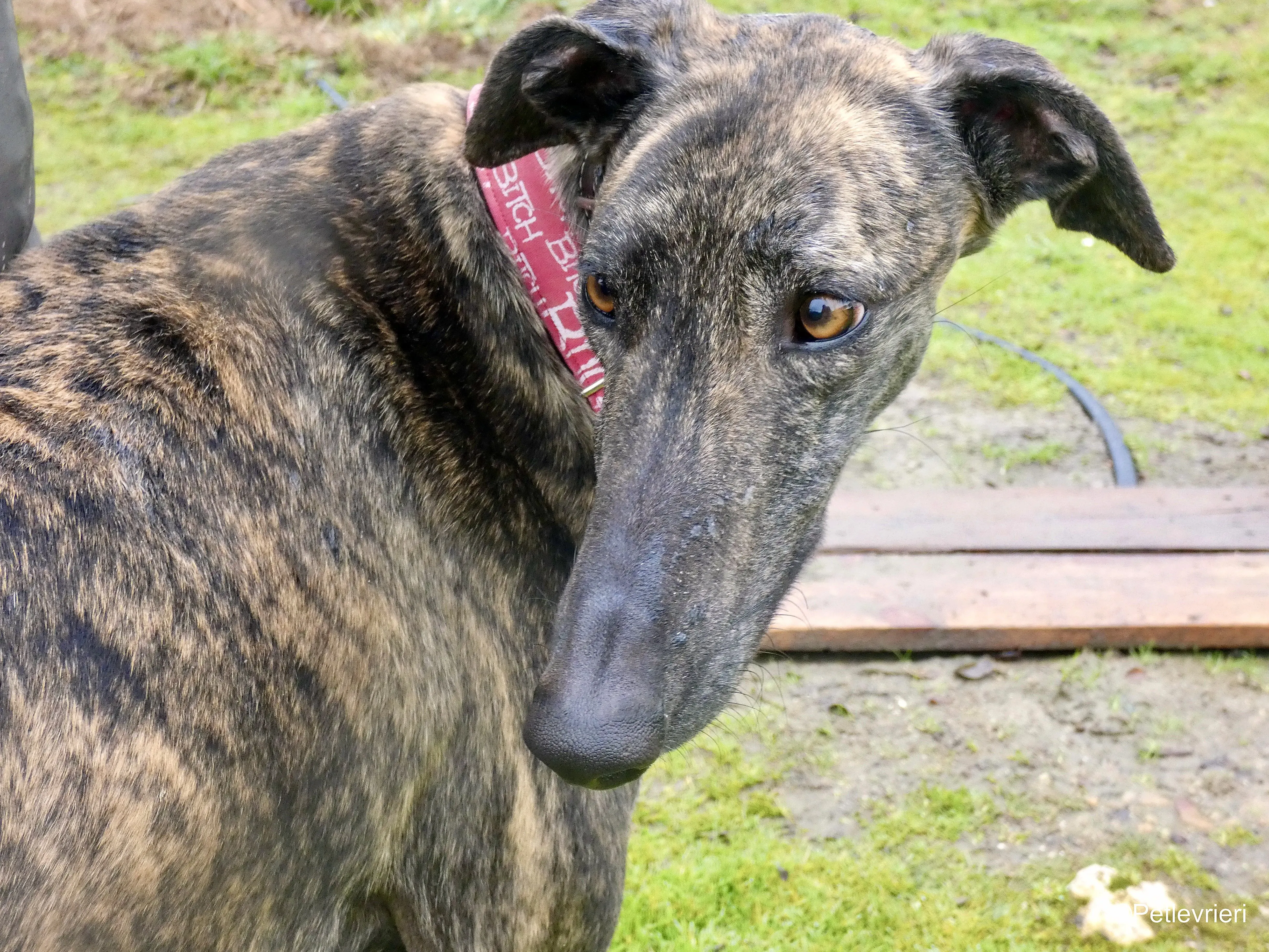 Mischa adozione levrieri galgo 11