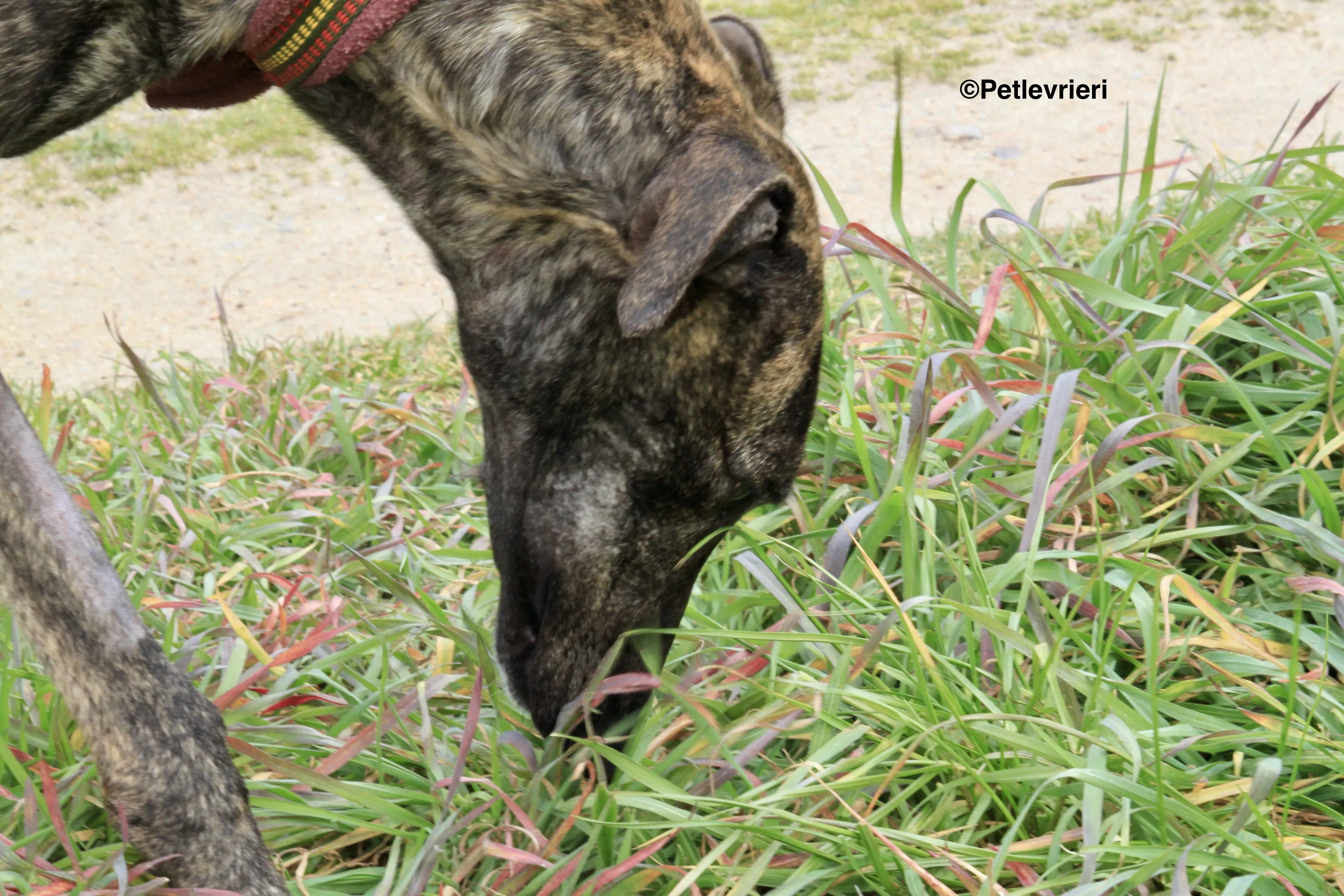 Mischa adozione levrieri galgo 12 2