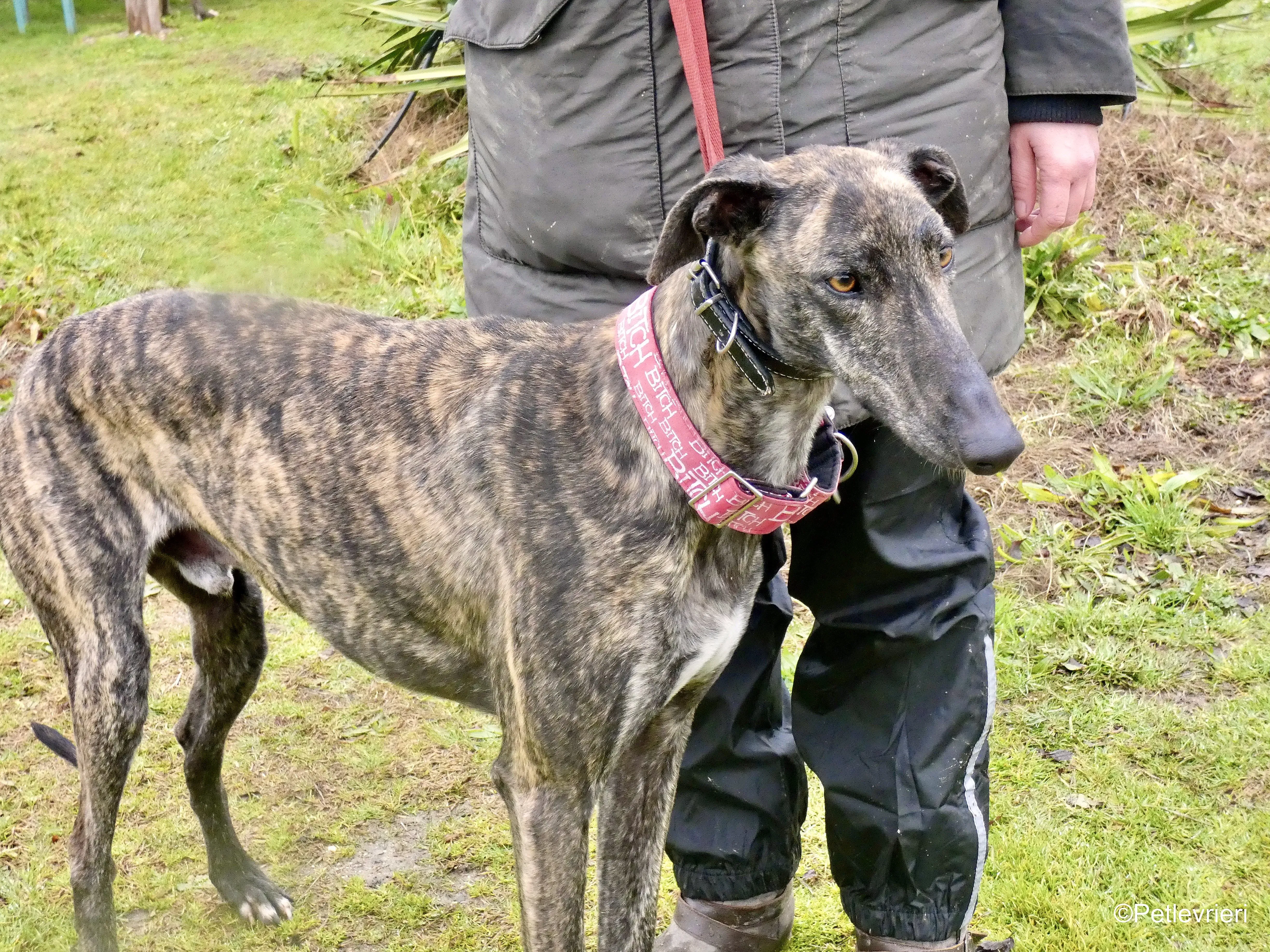 Mischa adozione levrieri galgo 12