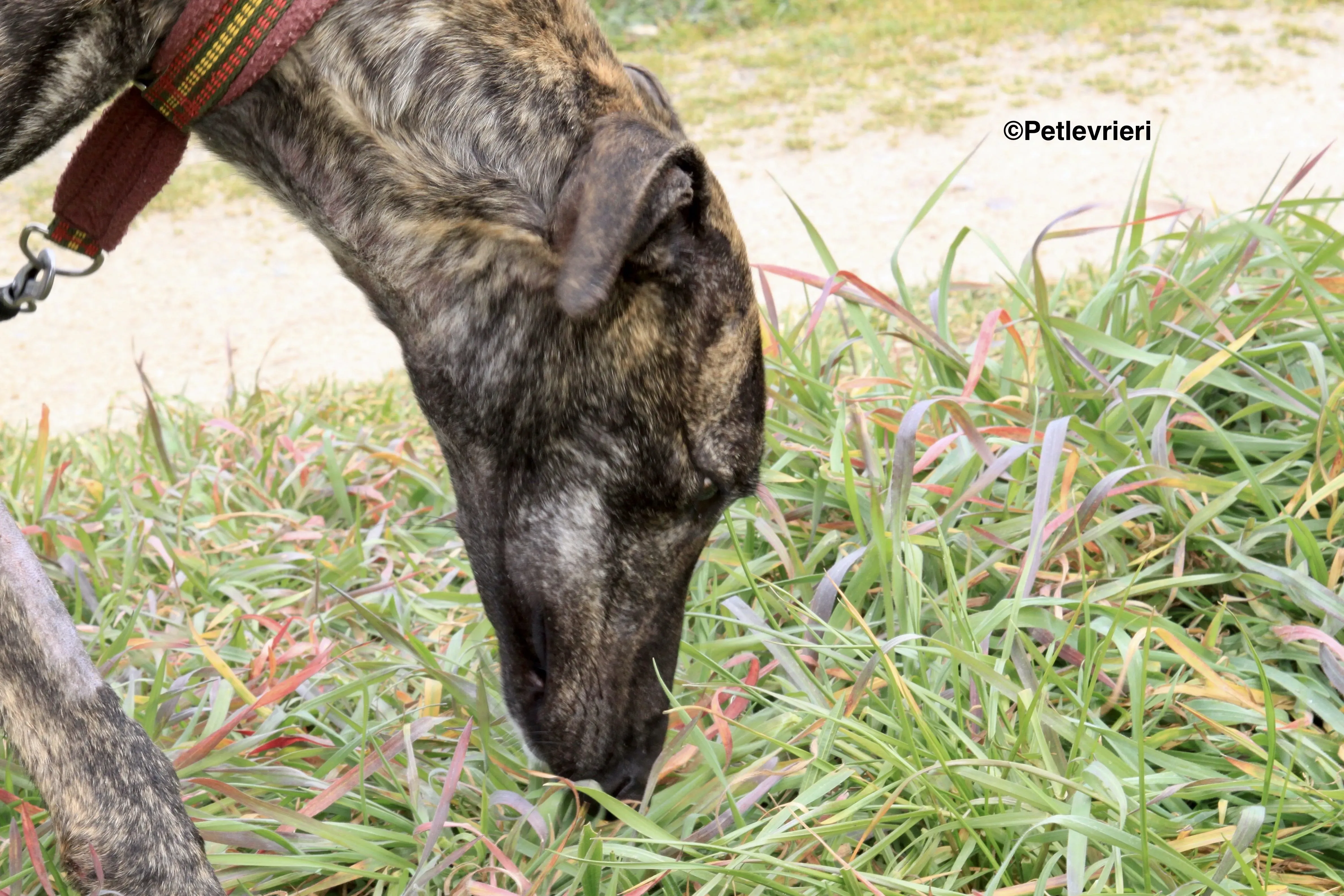 Mischa adozione levrieri galgo 13 2