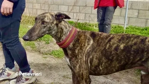 Mischa adozione levrieri galgo 14 2 1