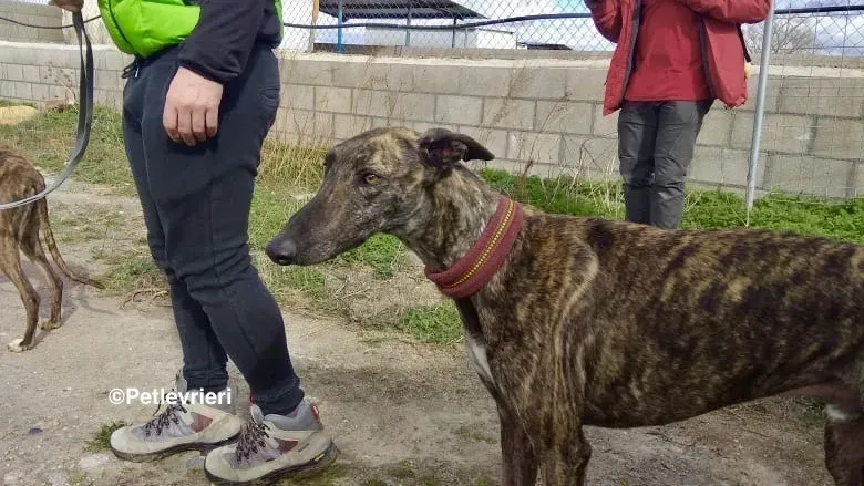 Mischa adozione levrieri galgo 14 3