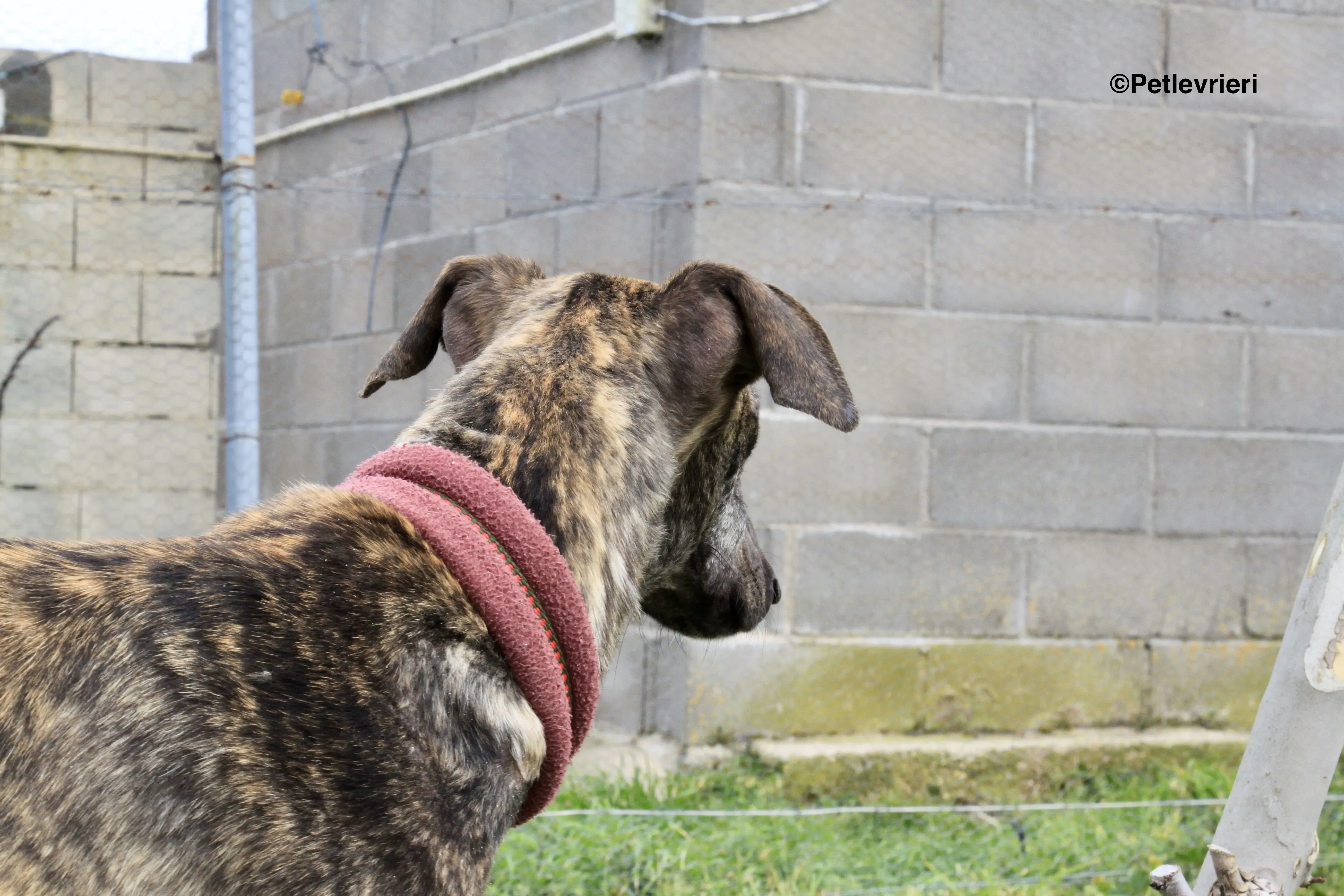 Mischa adozione levrieri galgo 14 4