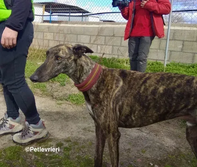 Mischa adozione levrieri galgo 14