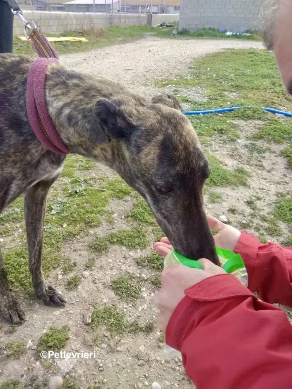 Mischa adozione levrieri galgo 15