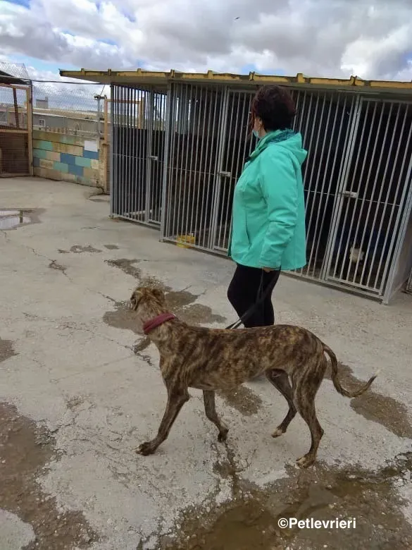 Mischa adozione levrieri galgo 16