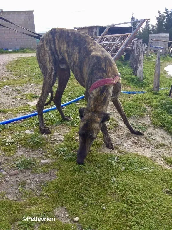 Mischa adozione levrieri galgo 17