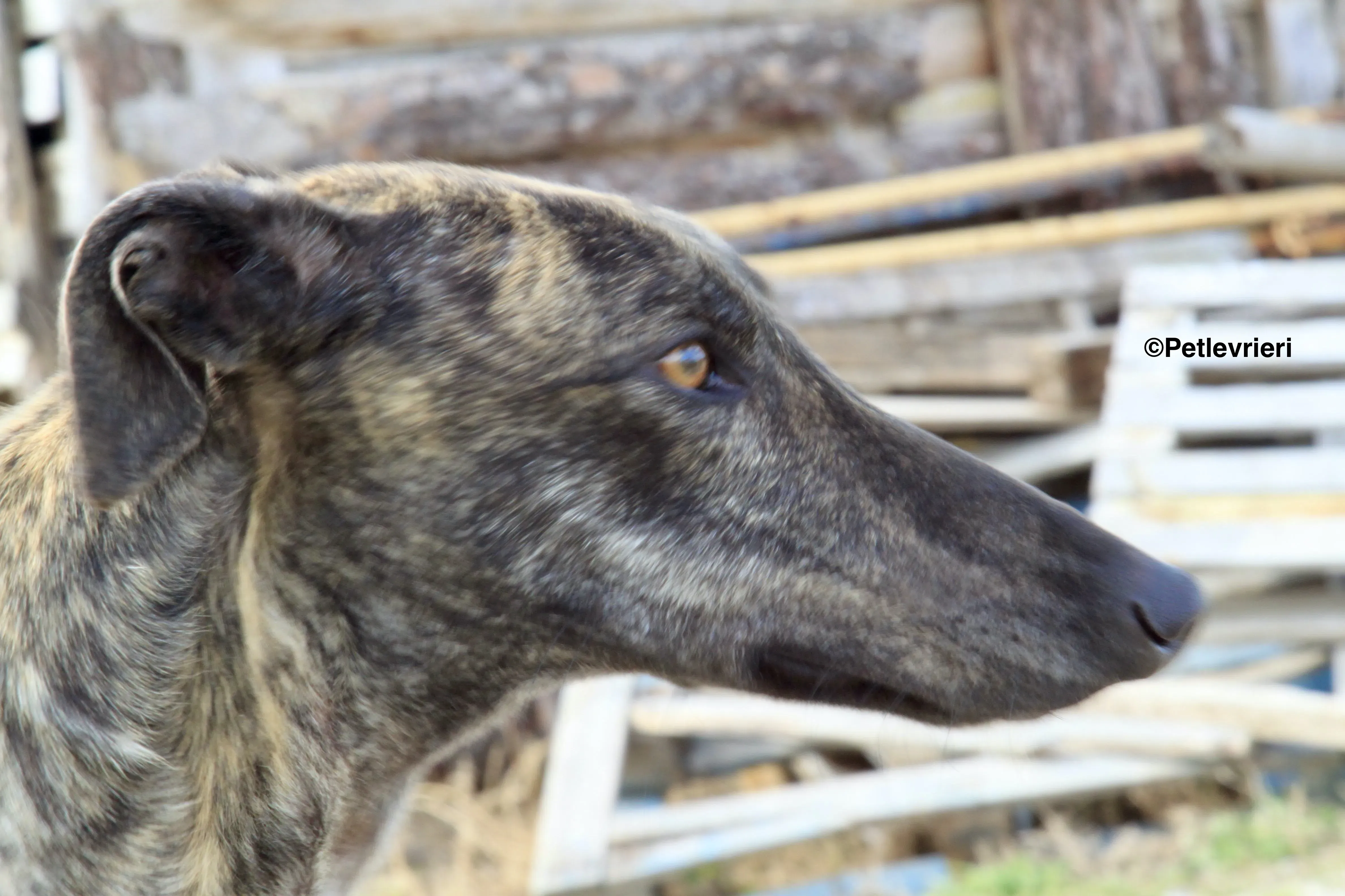 Mischa adozione levrieri galgo 2 2