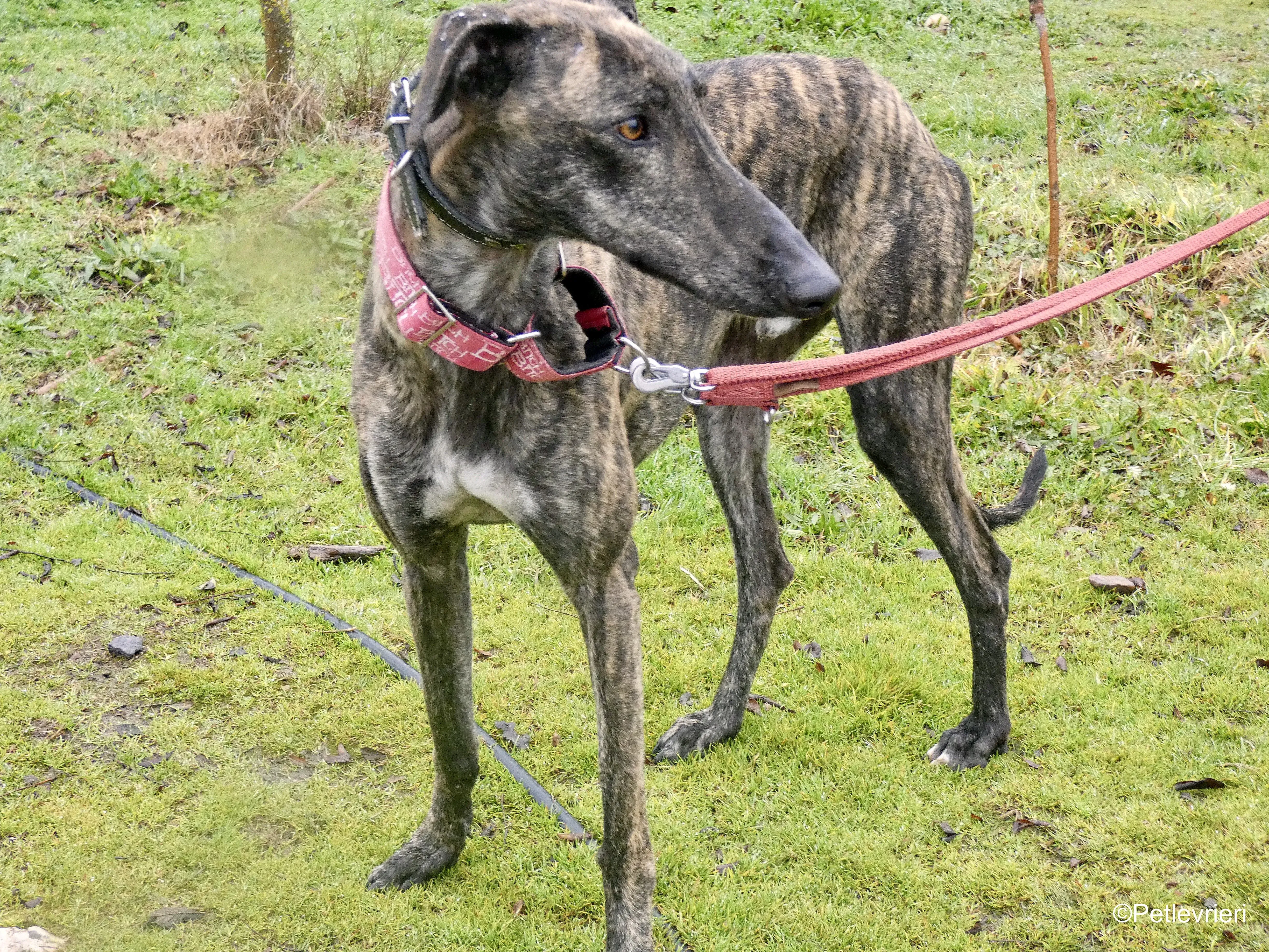 Mischa adozione levrieri galgo 2