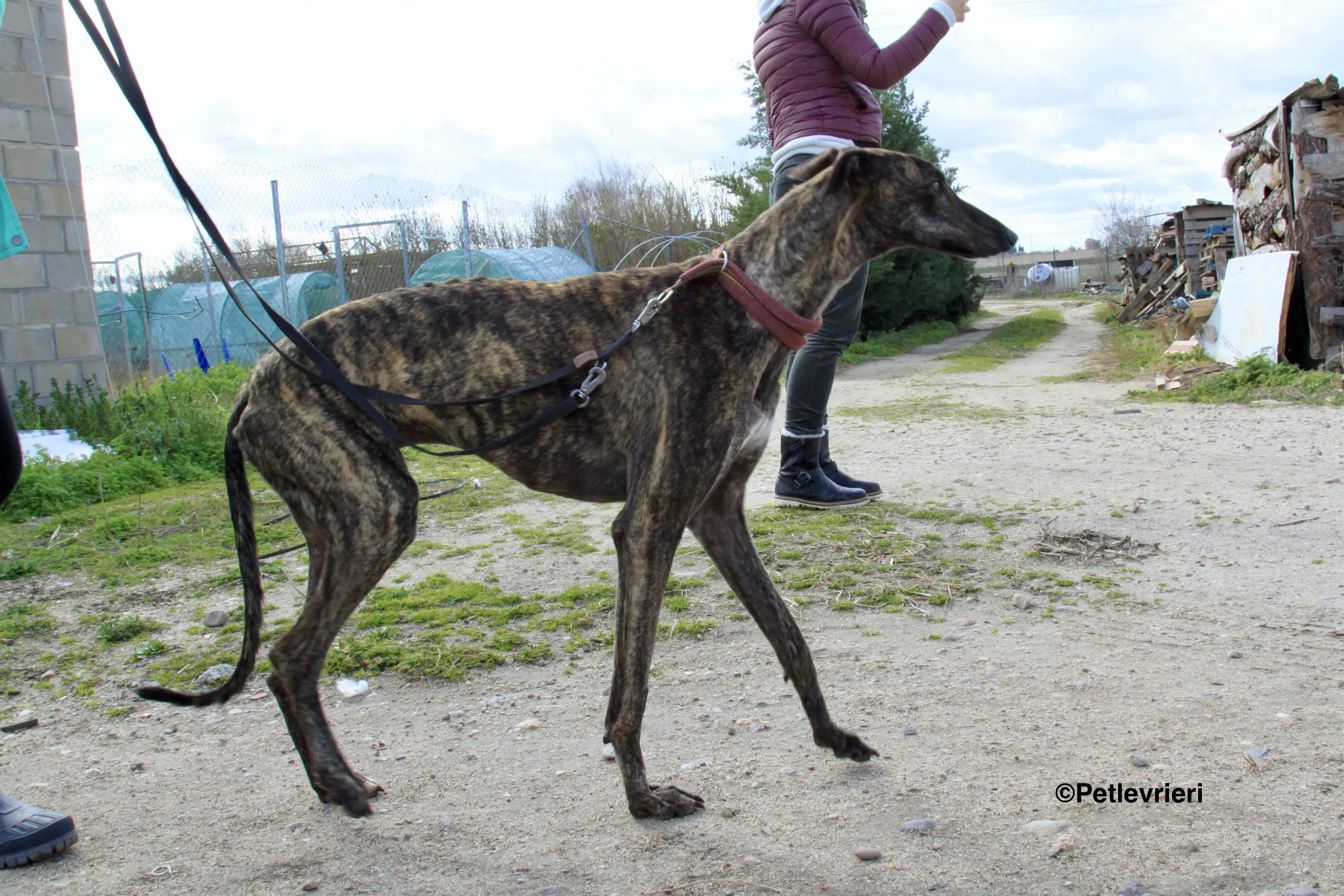 Mischa adozione levrieri galgo 3 2