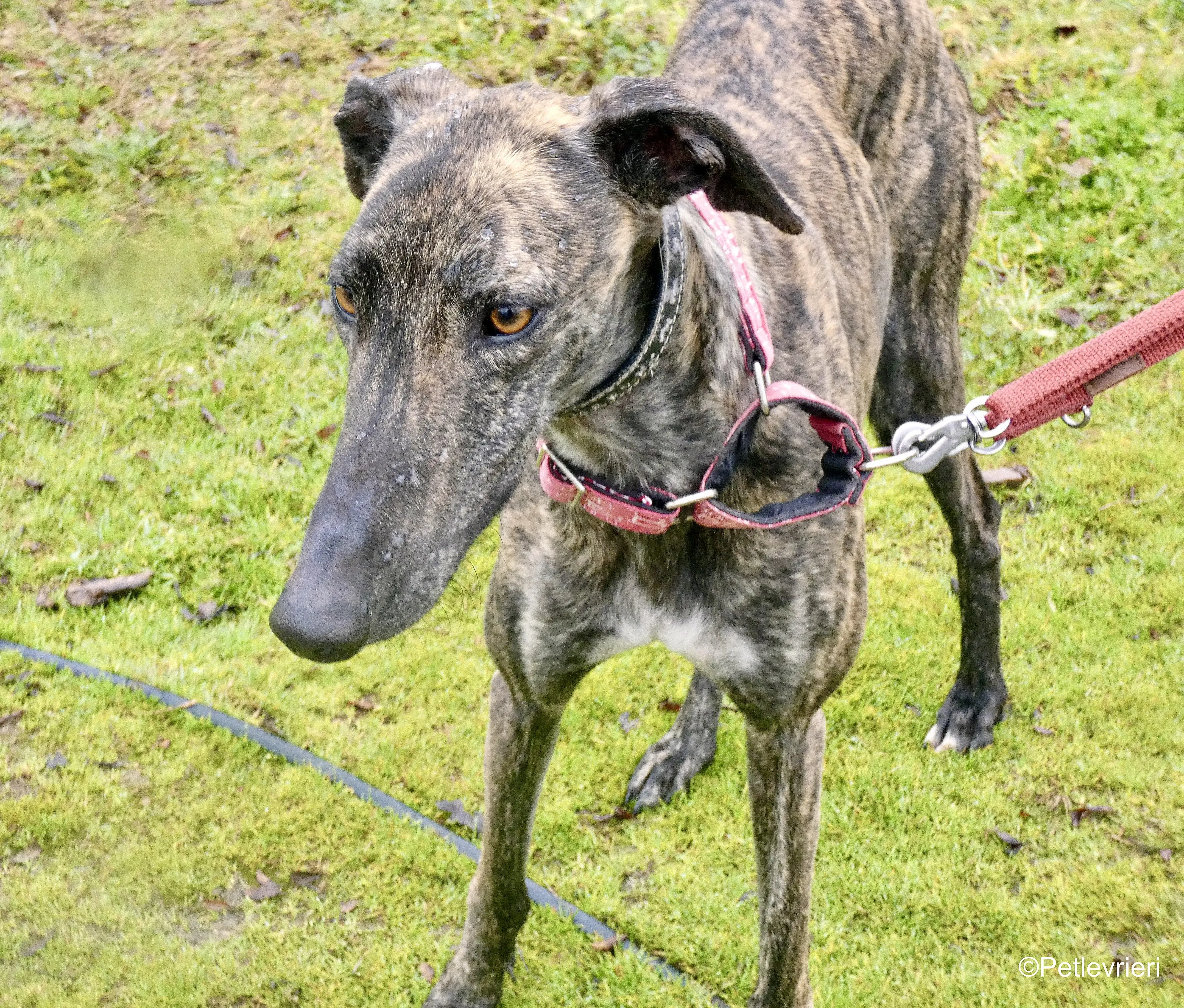 Mischa adozione levrieri galgo 3