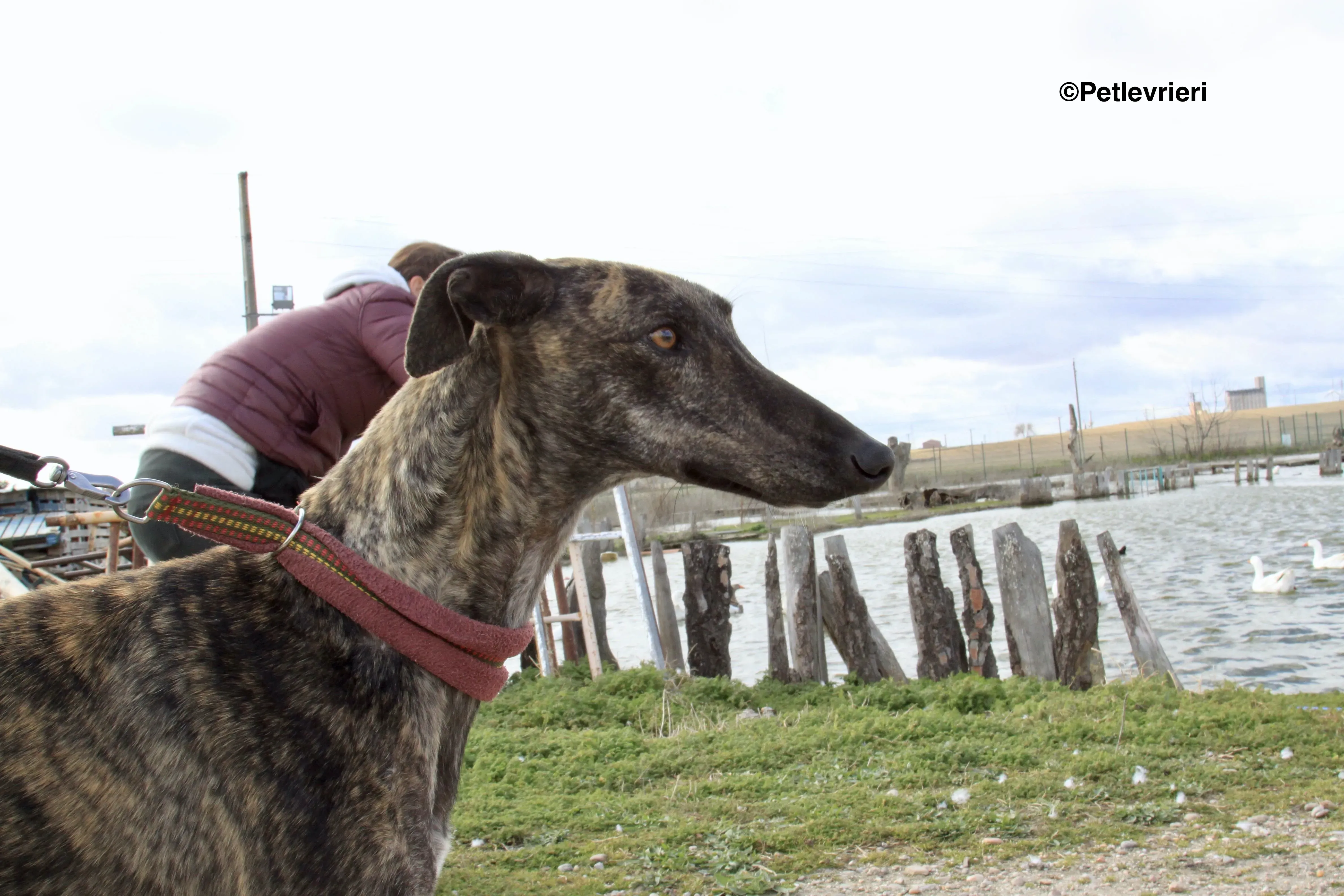 Mischa adozione levrieri galgo 4 2