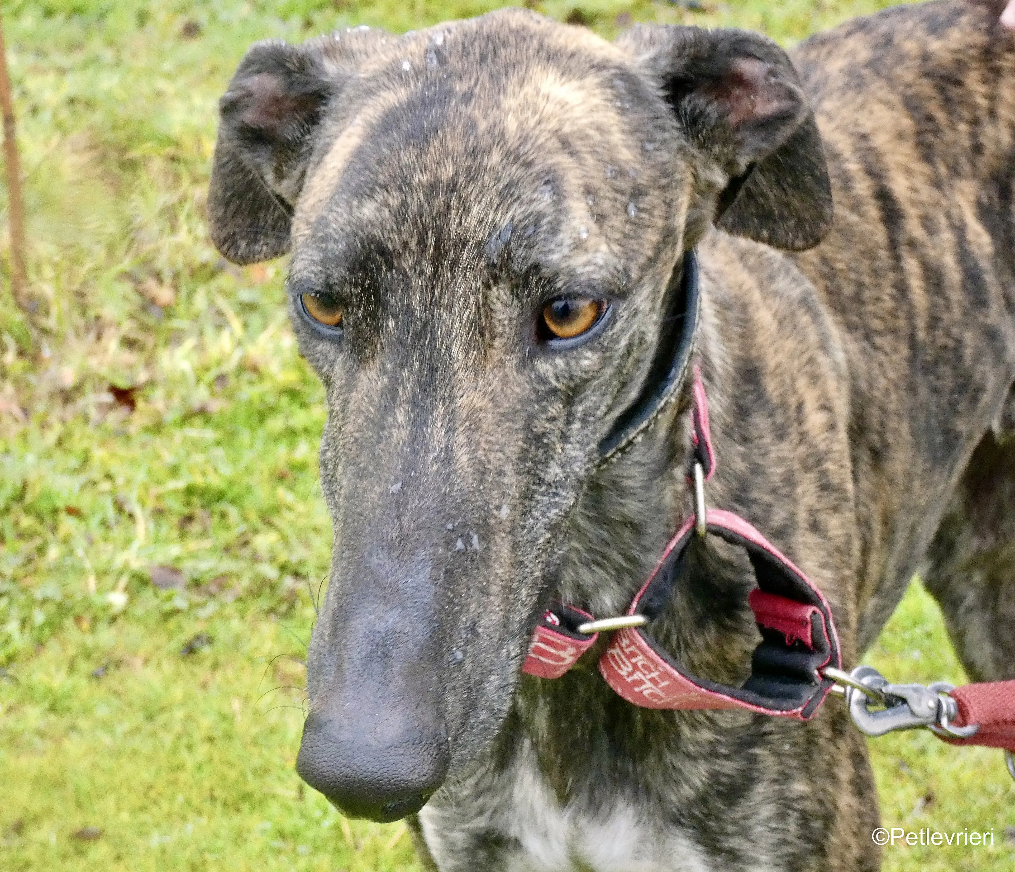 Mischa adozione levrieri galgo 4