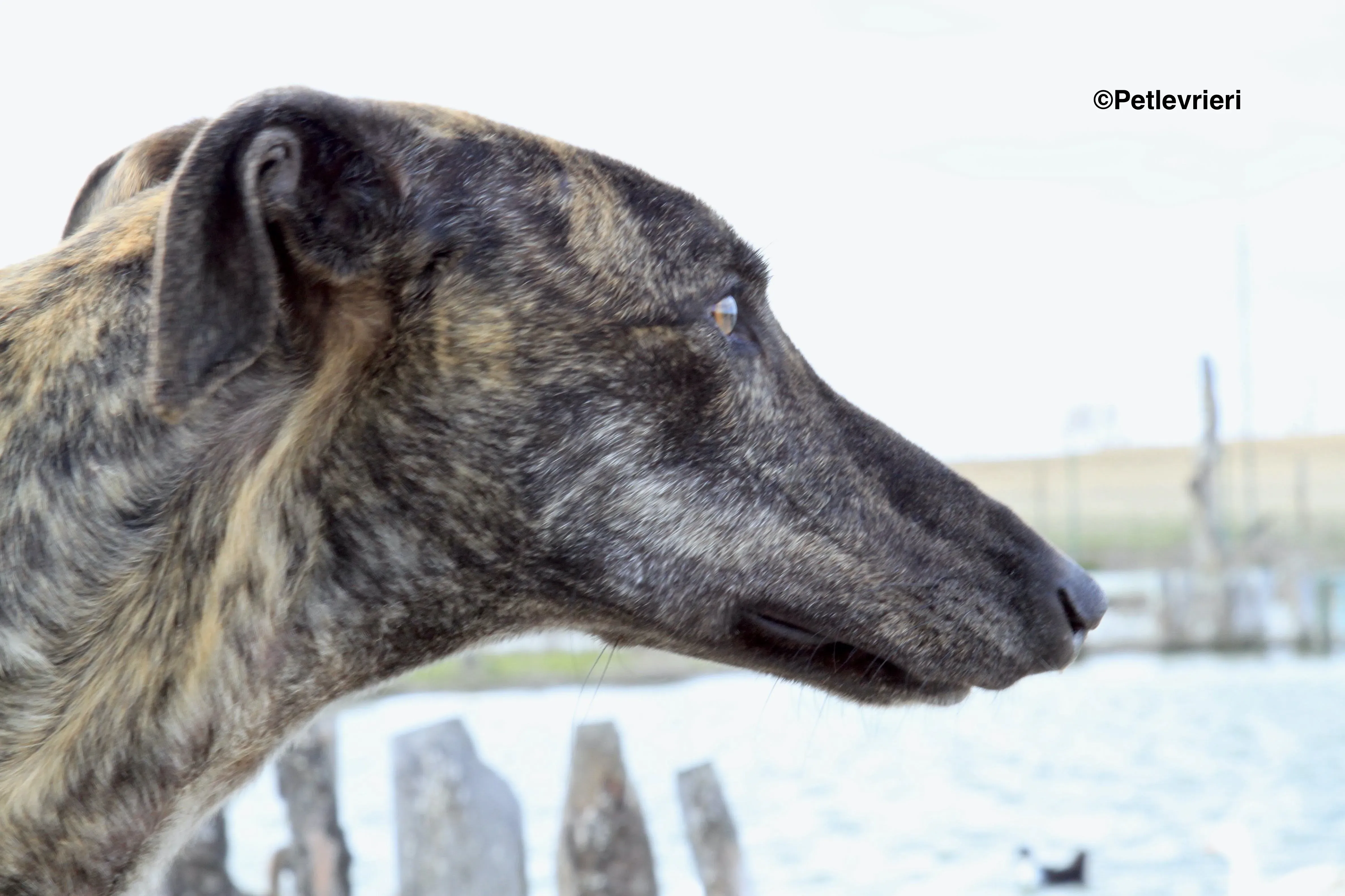 Mischa adozione levrieri galgo 5 2