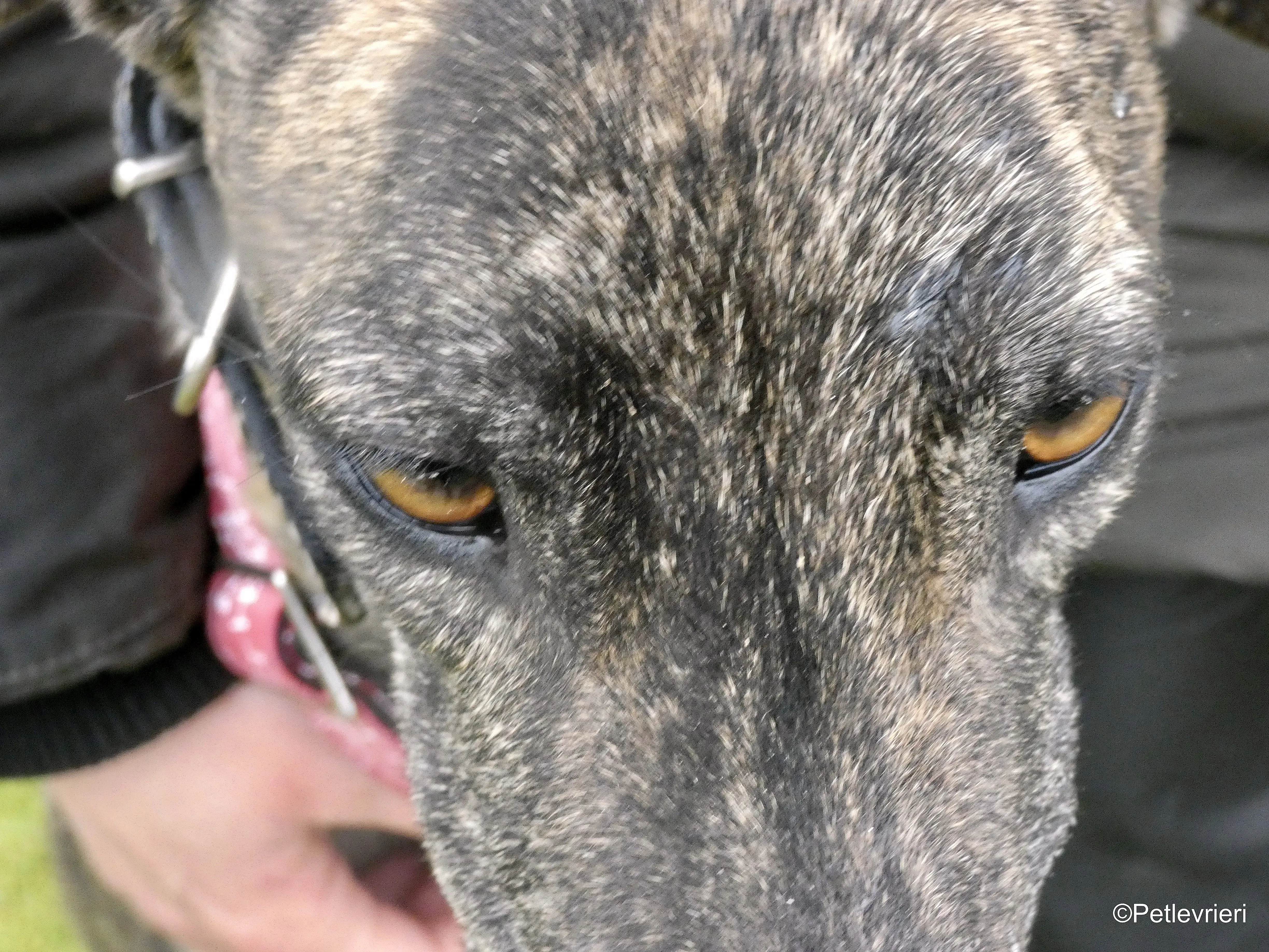 Mischa adozione levrieri galgo 5