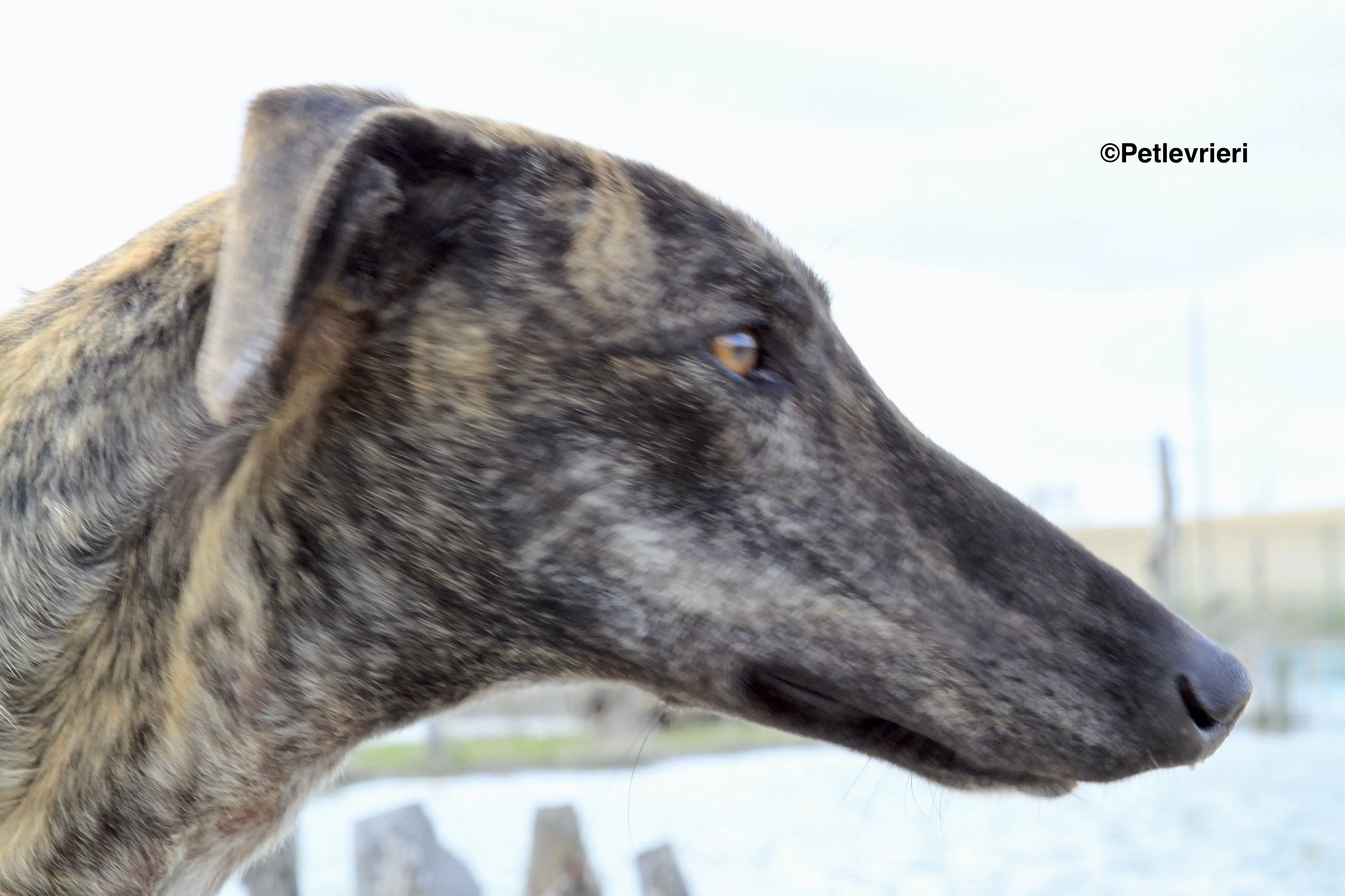 Mischa adozione levrieri galgo 6 2