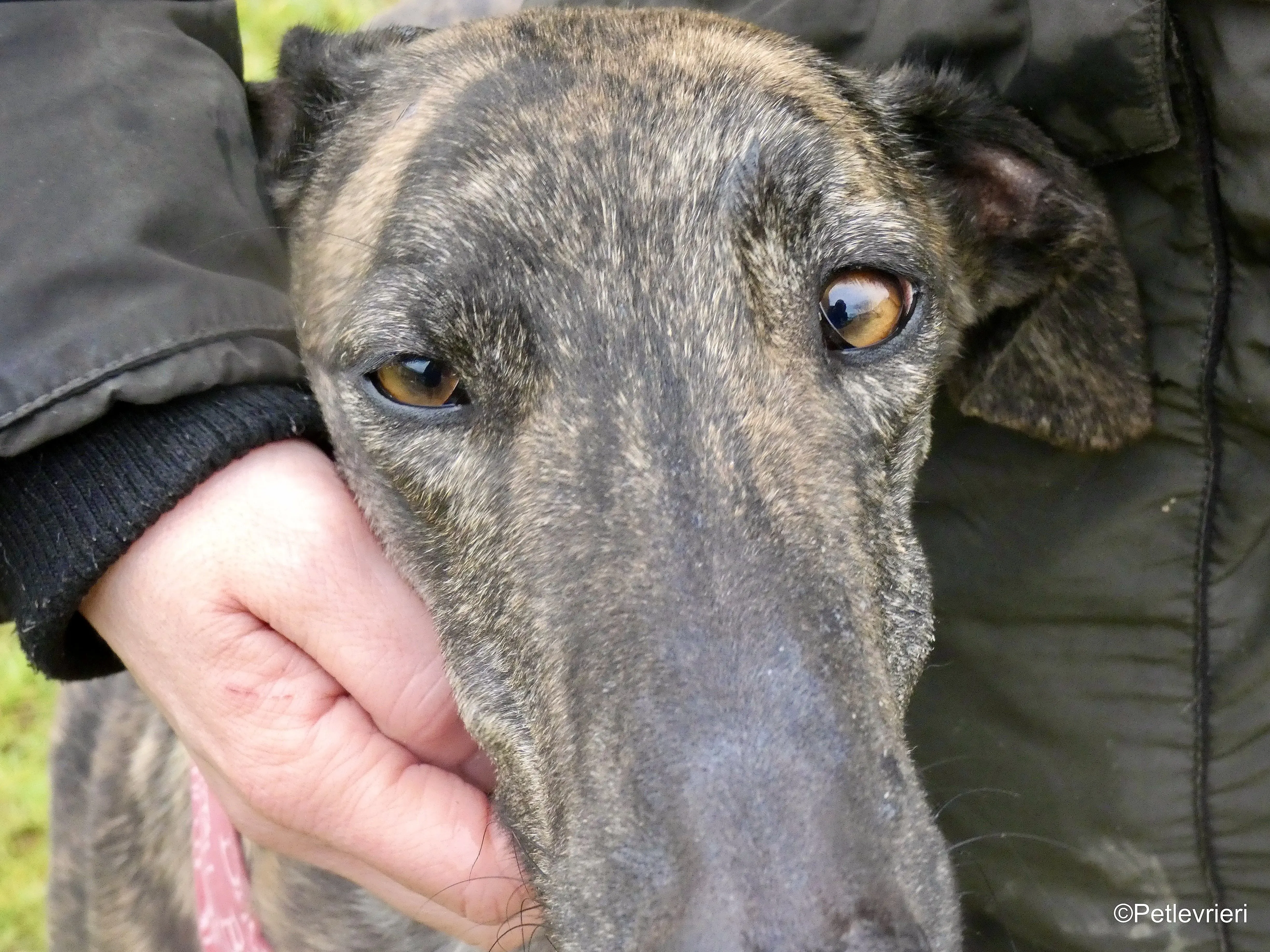 Mischa adozione levrieri galgo 6