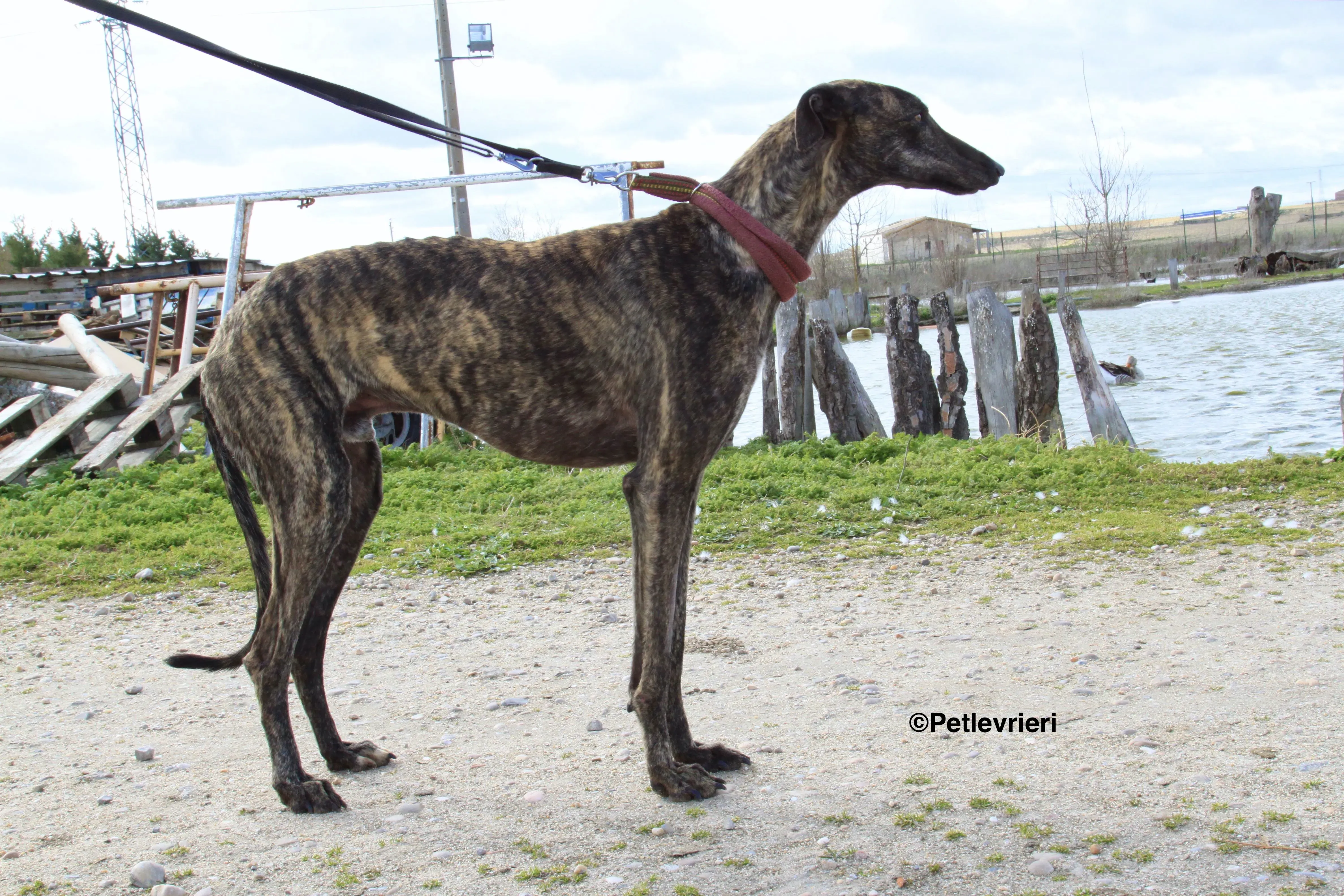 Mischa adozione levrieri galgo 7 2