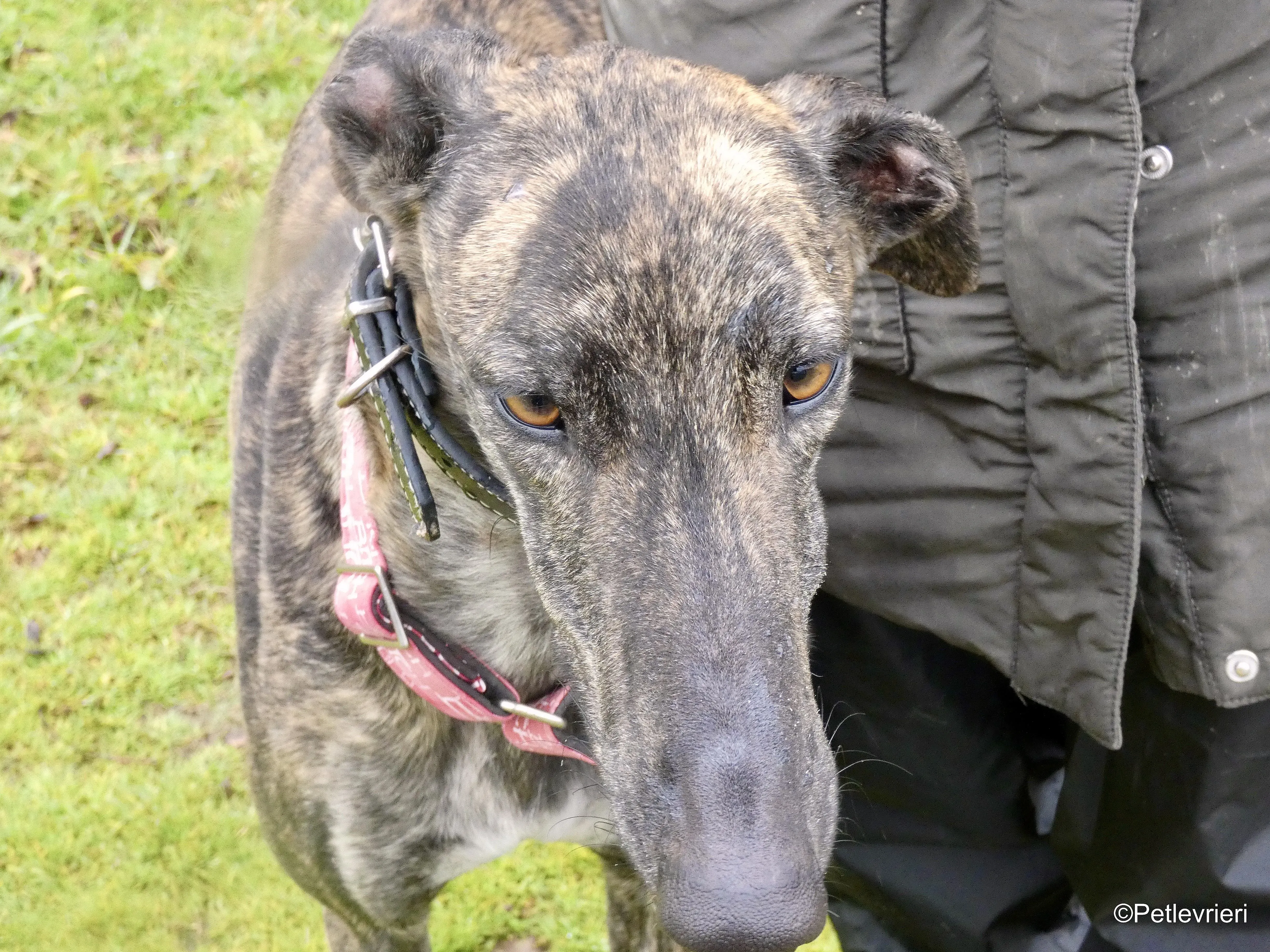 Mischa adozione levrieri galgo 7