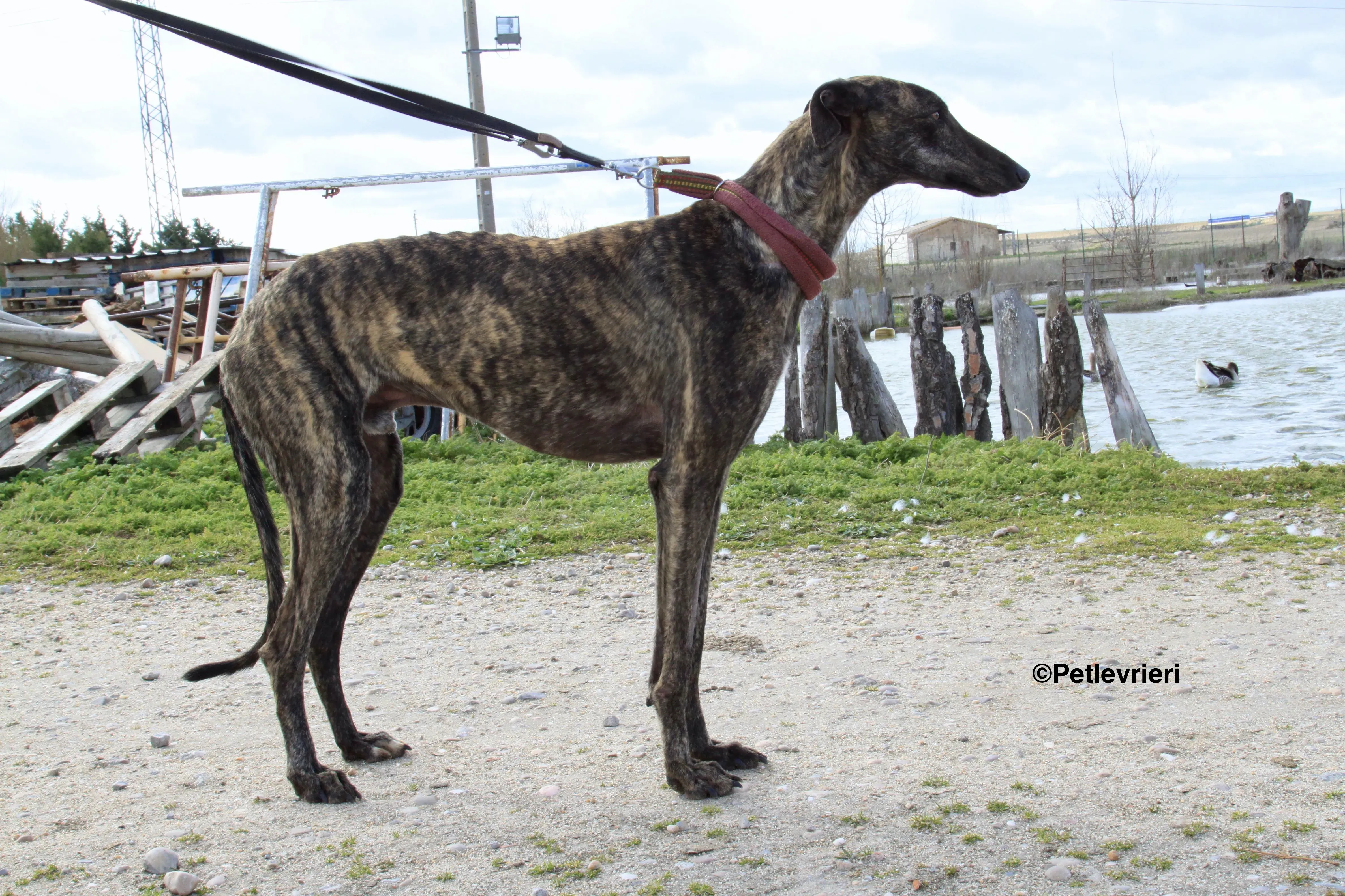 Mischa adozione levrieri galgo 8 2