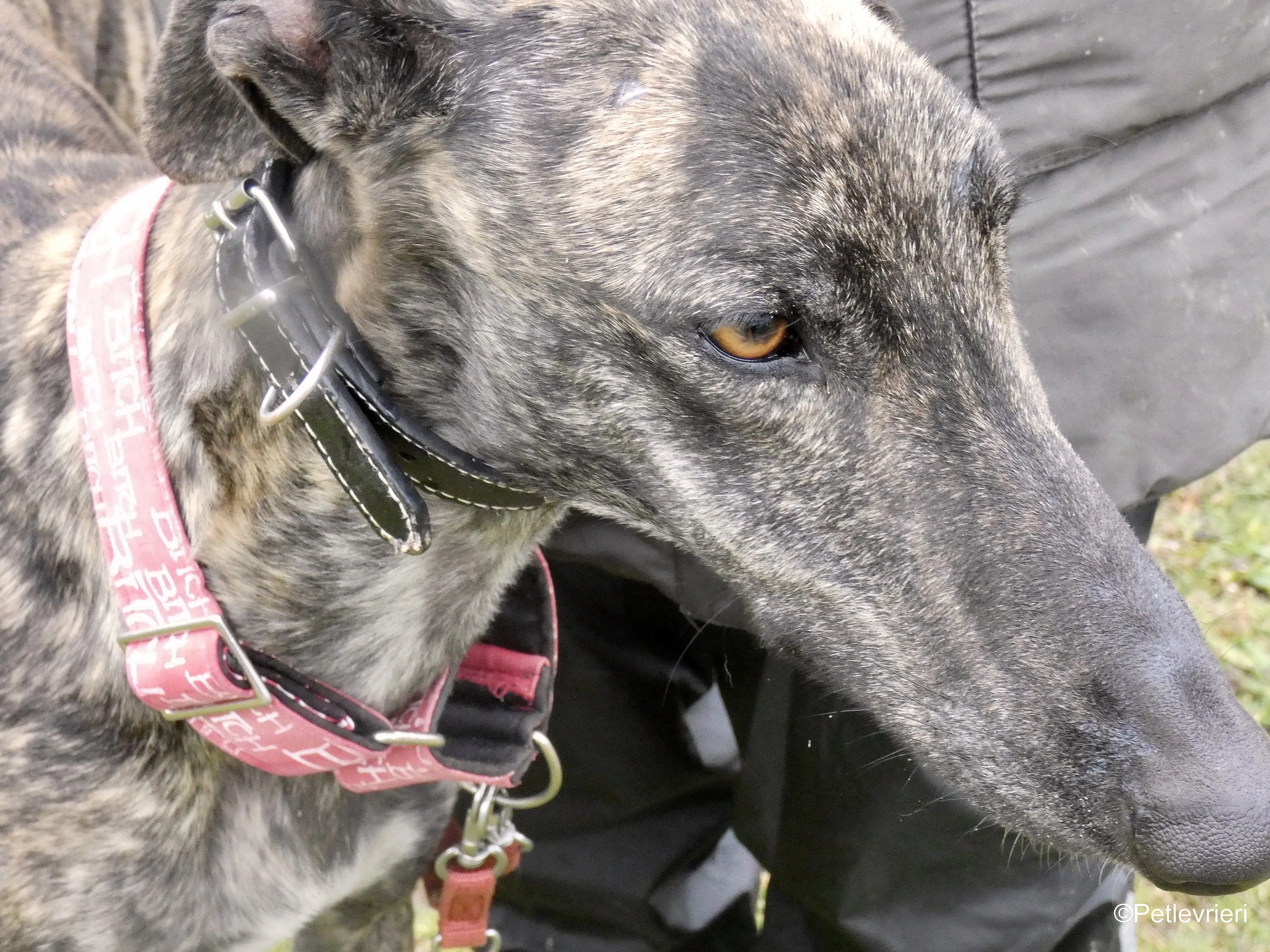 Mischa adozione levrieri galgo 8