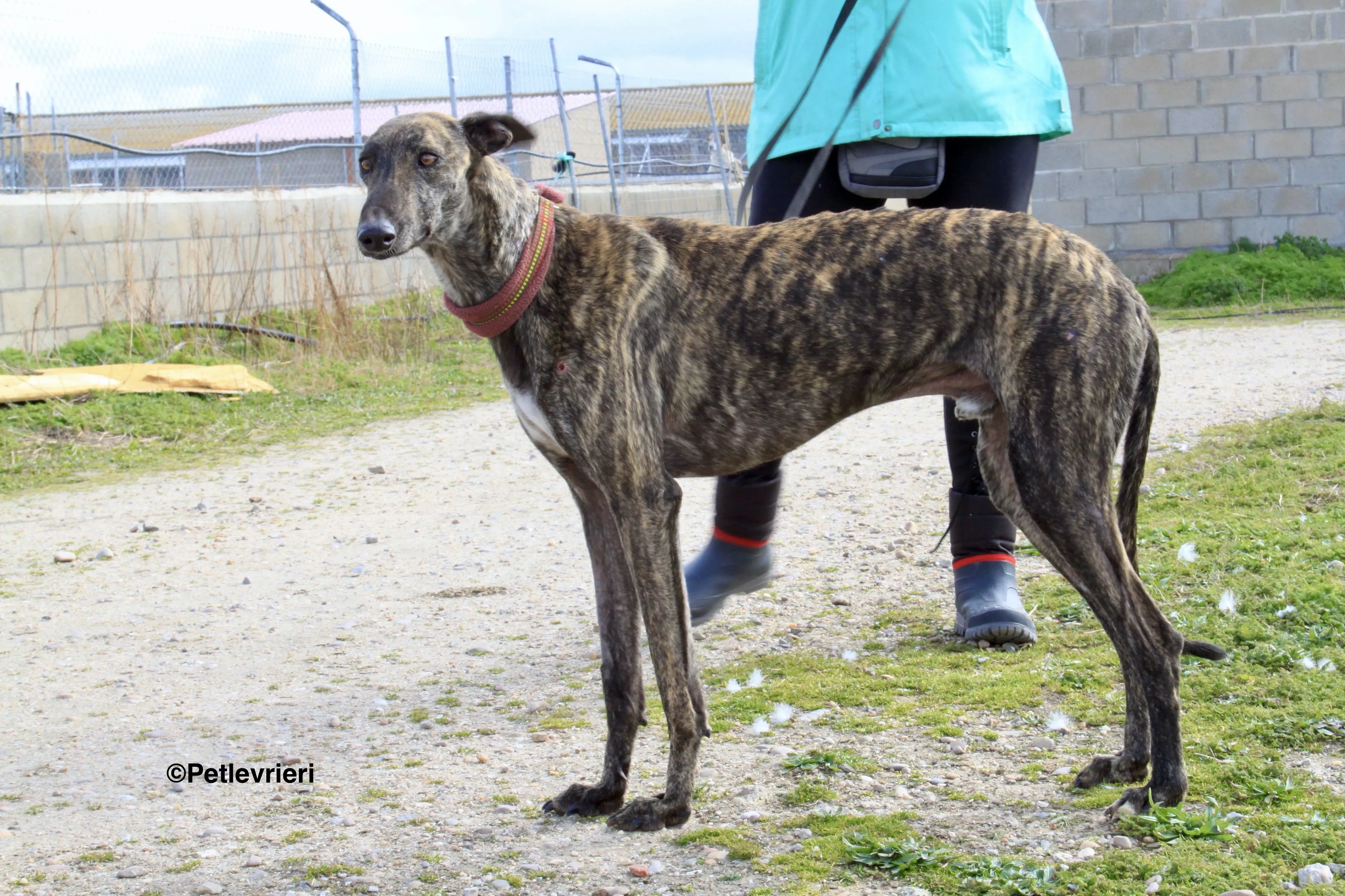 Mischa adozione levrieri galgo 9 2