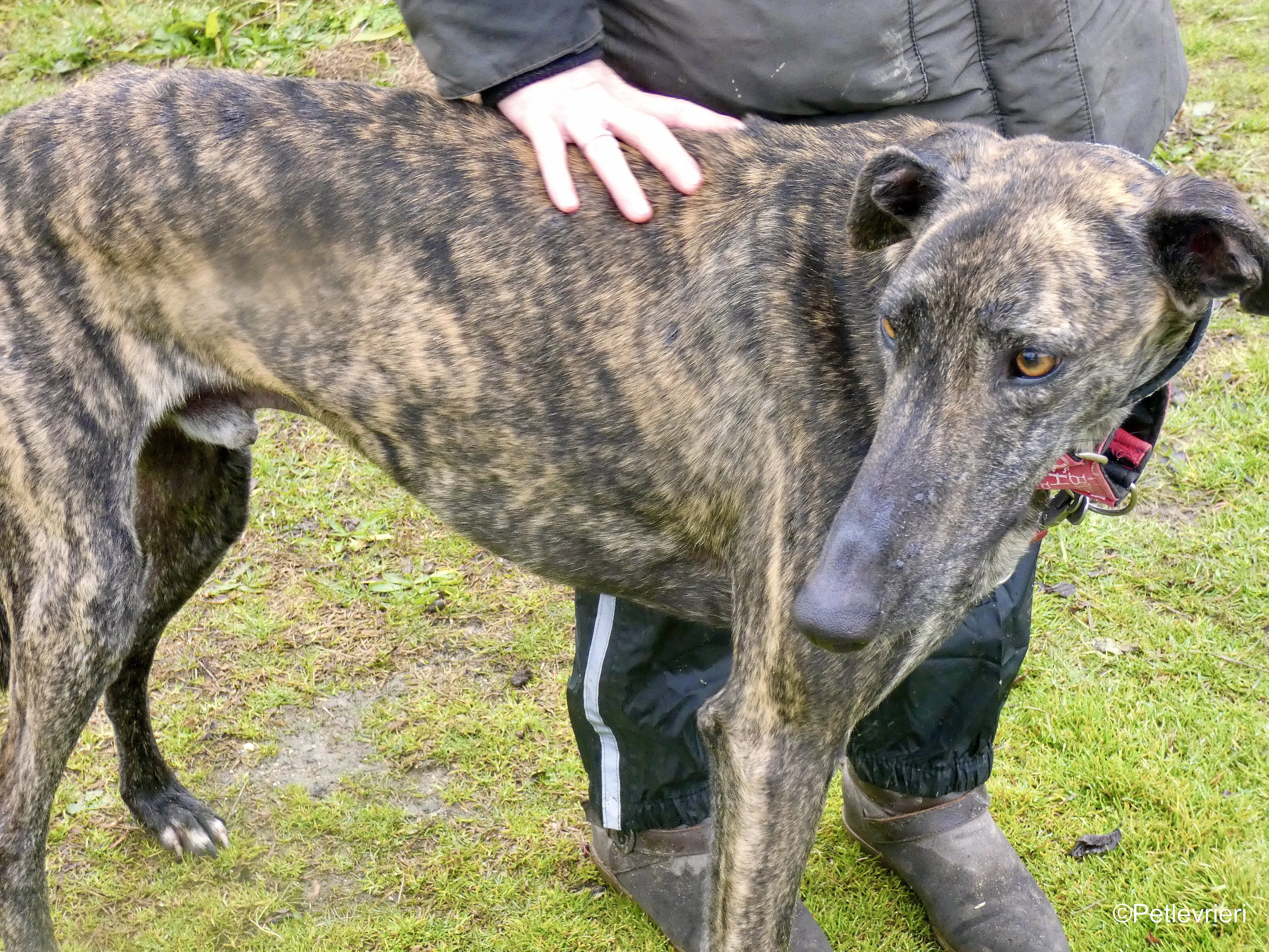 Mischa adozione levrieri galgo 9