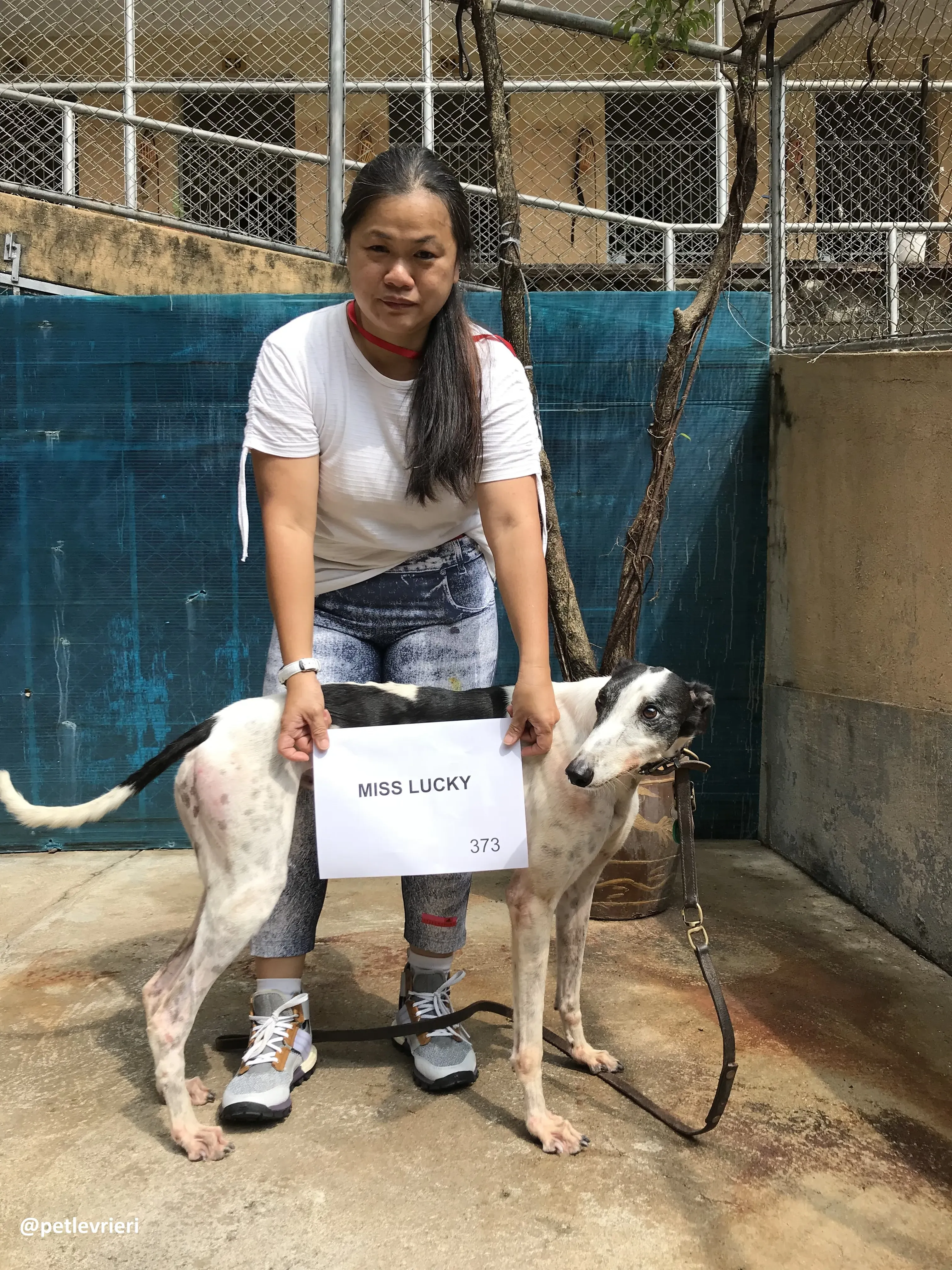 Miss Lucky adozione greyhound macao 1