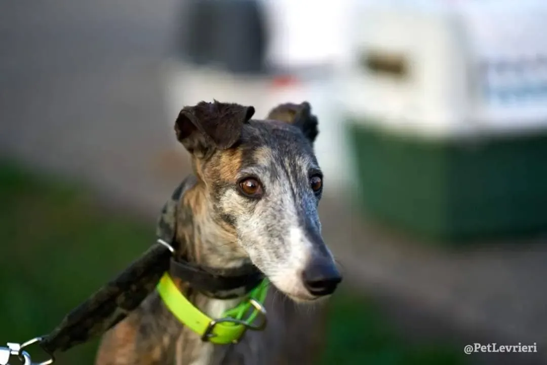 MissJagger adozione levrieri galgo03