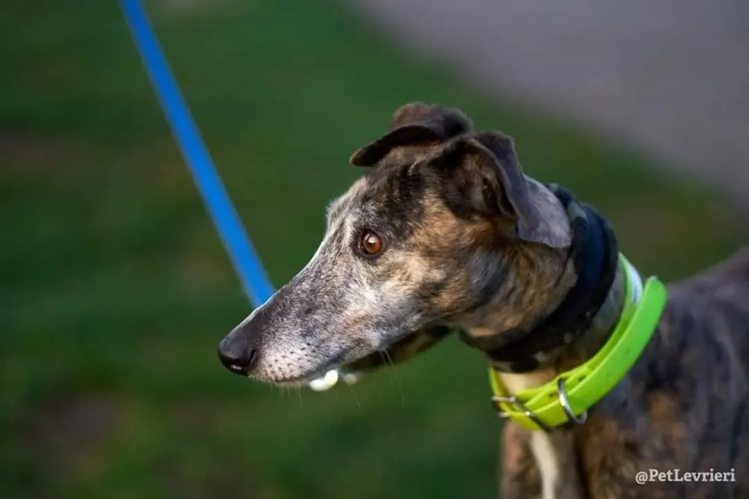 MissJagger adozione levrieri galgo04