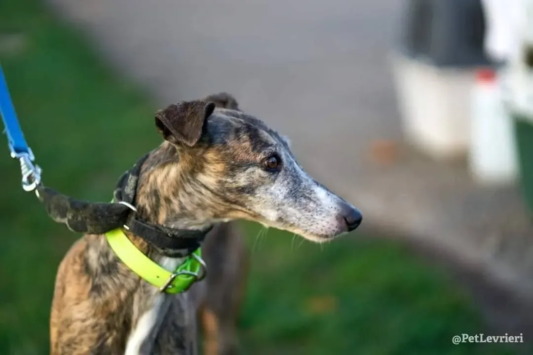 MissJagger adozione levrieri galgo05