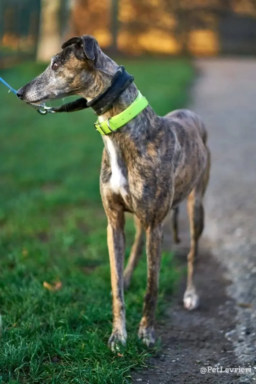 MissJagger adozione levrieri galgo06