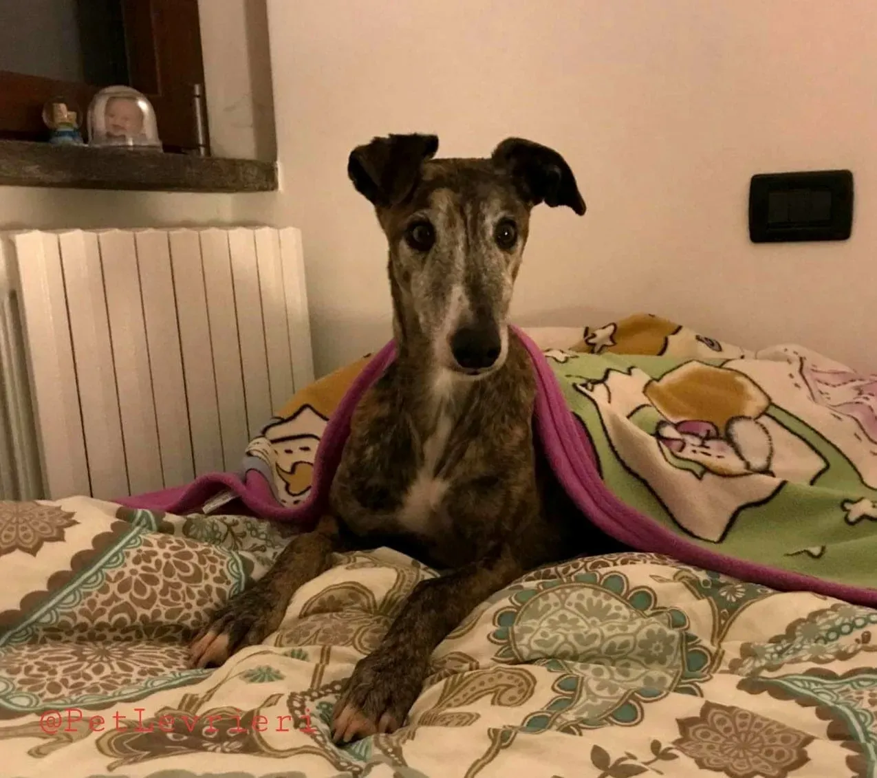 MissJagger adozione levrieri galgo07