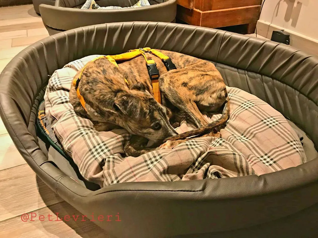 MissJagger adozione levrieri galgo08