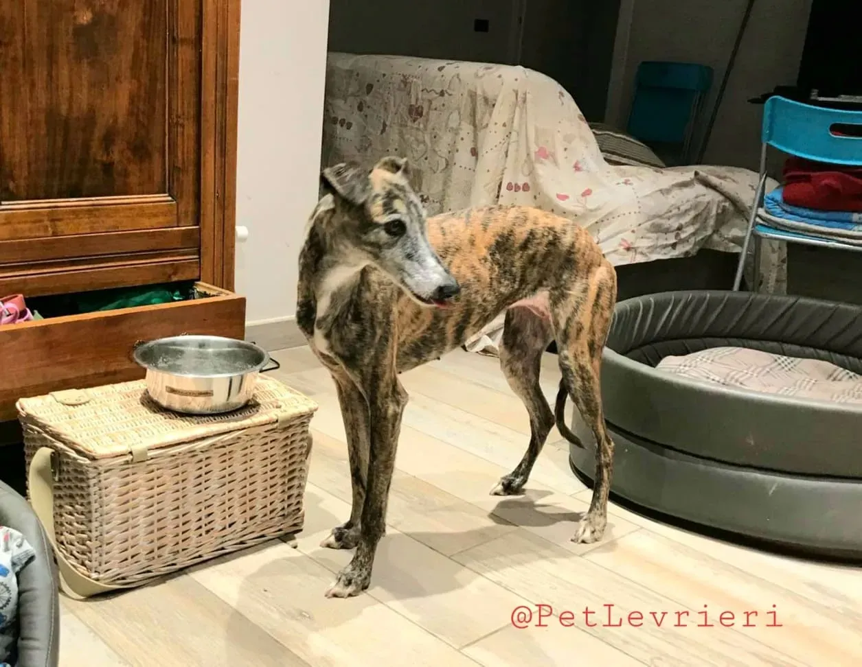 MissJagger adozione levrieri galgo09